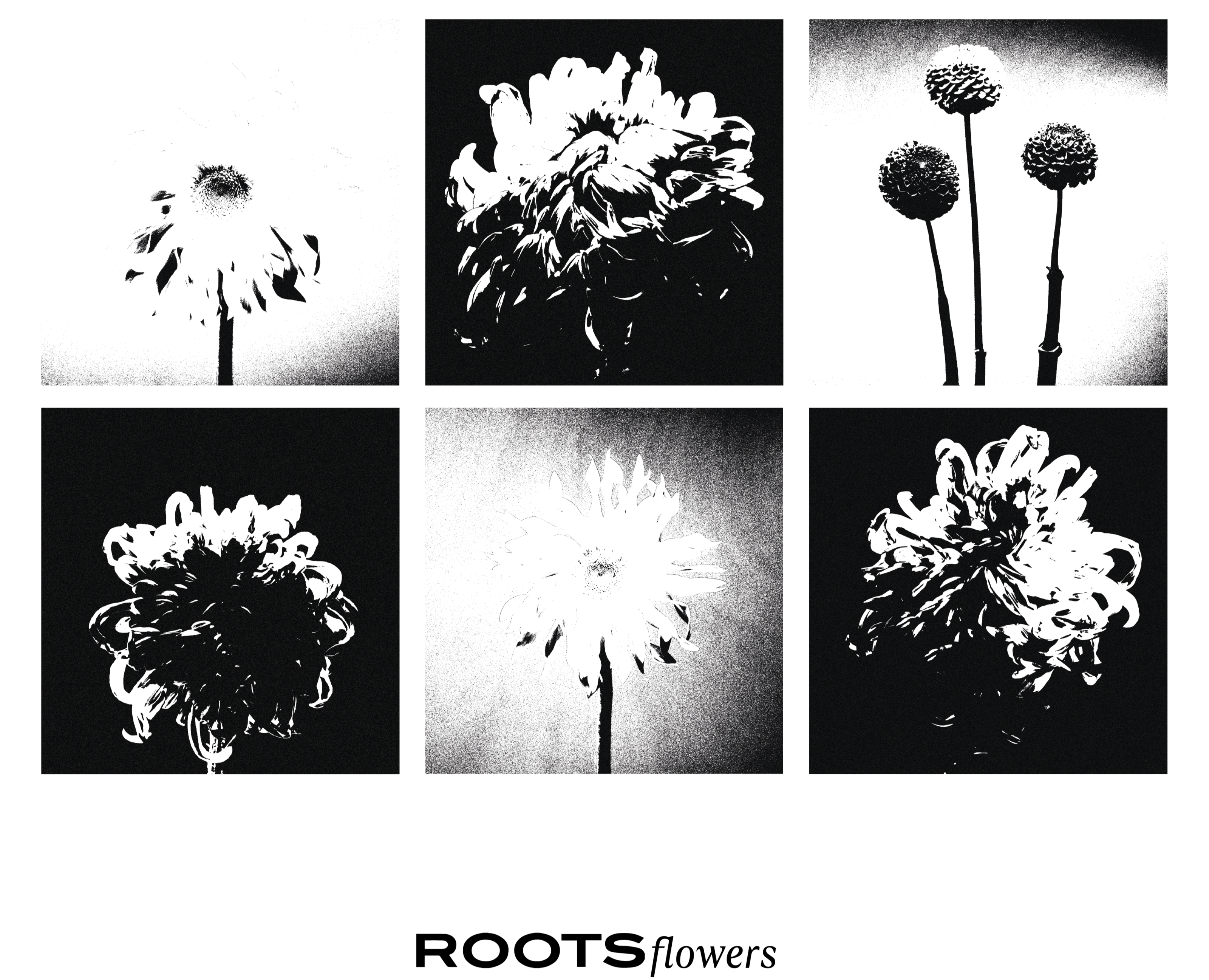 ROOTS FLOWERS — Интерфейсы, Брендинг на Dprofile