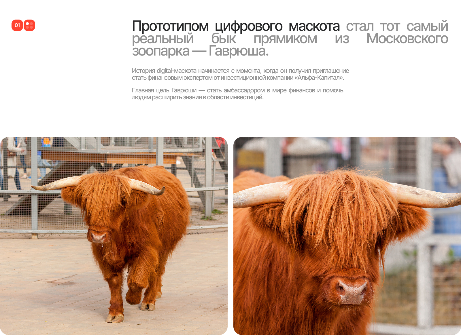 Маскот «Гаврюша» — Изображение №2 — Иллюстрация, Маркетинг на Dprofile