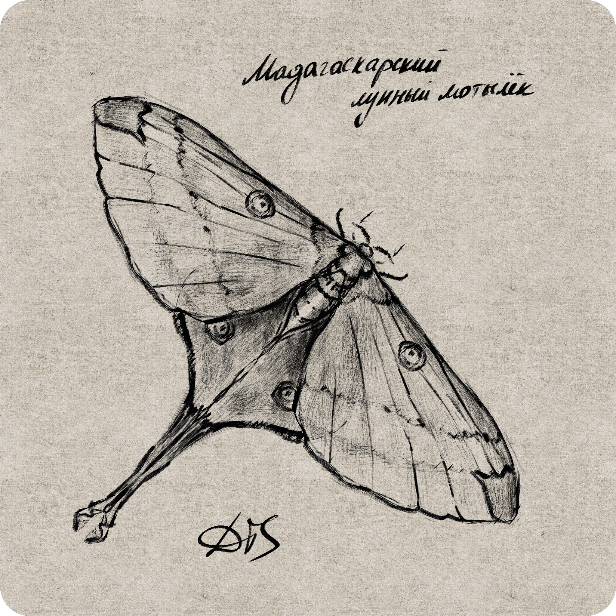 Мотыльки наброски — Изображение №4 — Иллюстрация, Графика на Dprofile