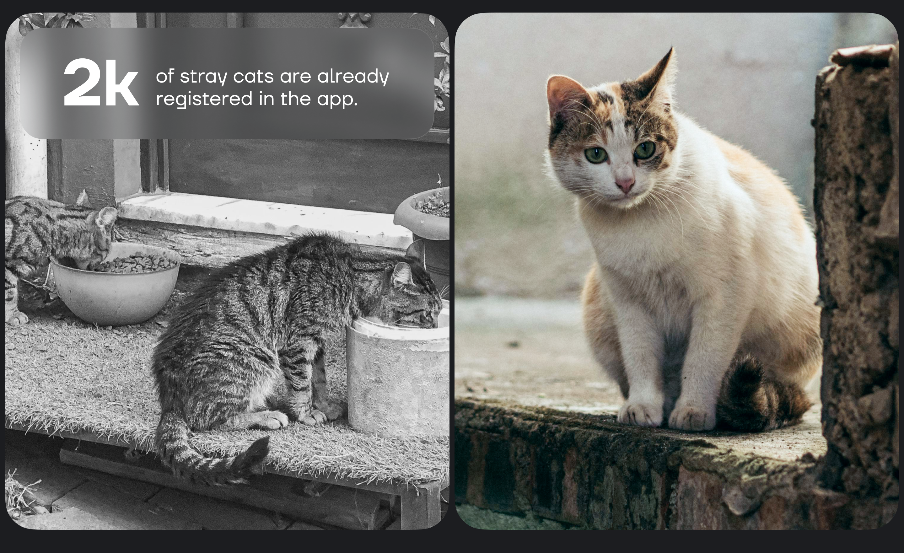 Где Мяу | Stray Cat Tracking App | UI/UX | 3D — Изображение №2 — Интерфейсы, 3D на Dprofile