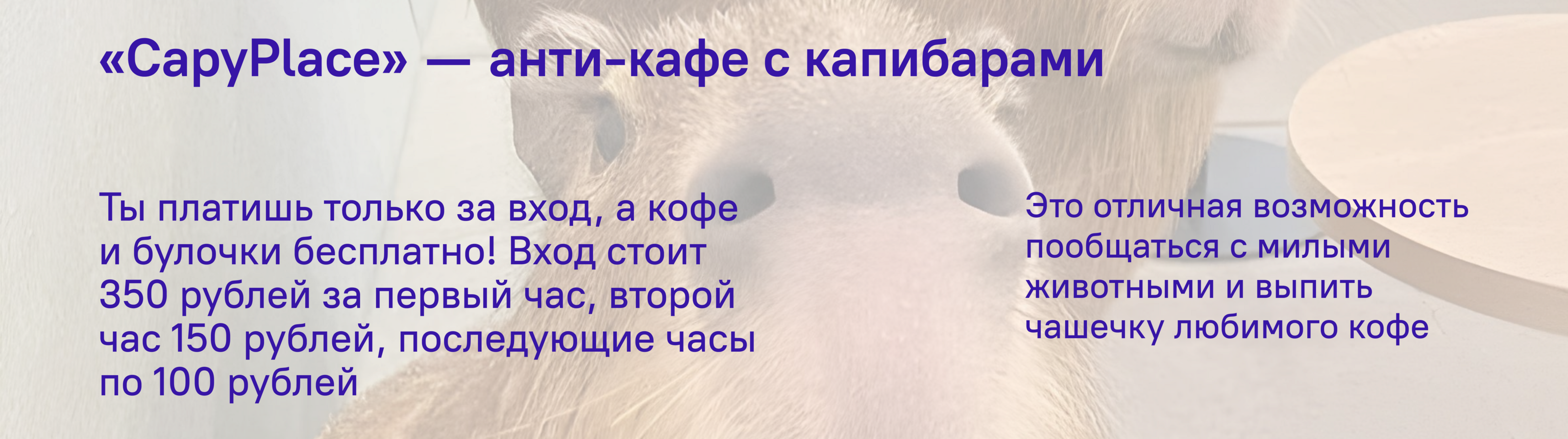 capyplace — Изображение №1 — Брендинг, Графика на Dprofile