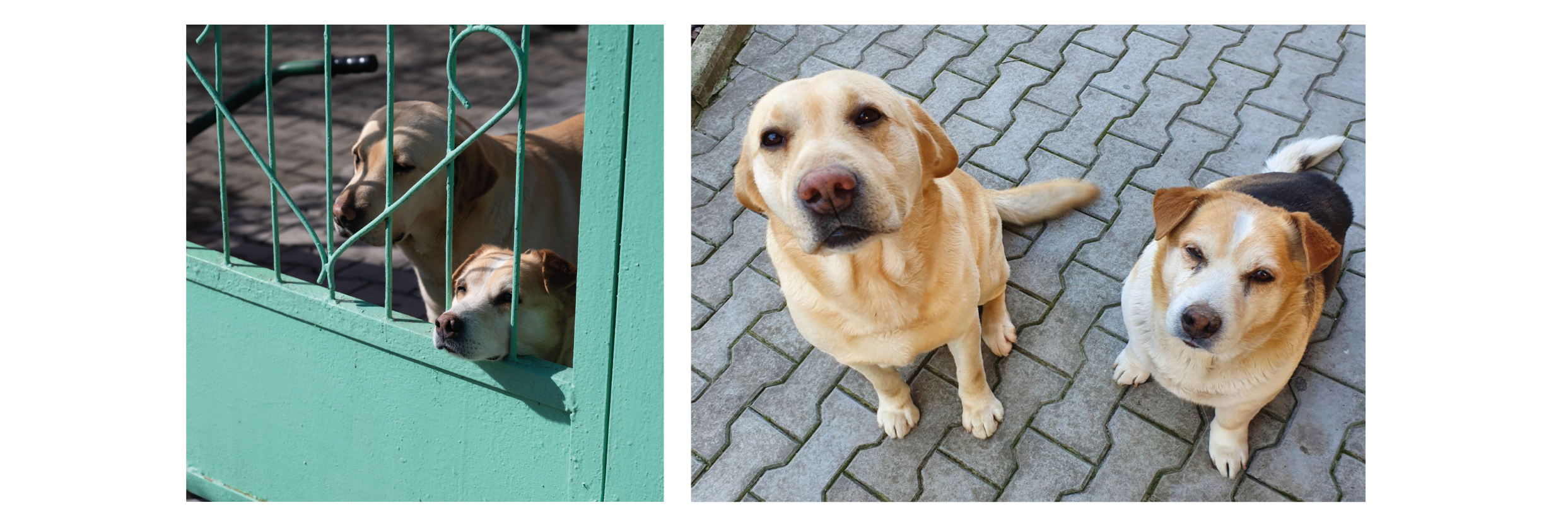 Крем и Кекс. Книжка-картинка — Изображение №19 — Иллюстрация, Графика на Dprofile