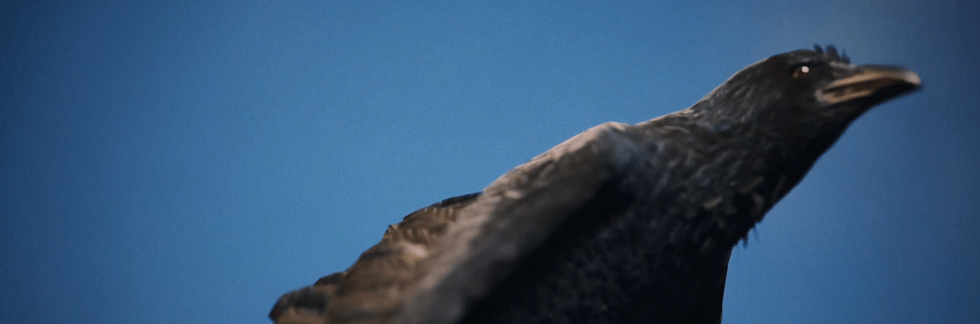 RAVENS — Cinematic Short | Unreal Engine 5 — Изображение №26 — 3D, Анимация на Dprofile
