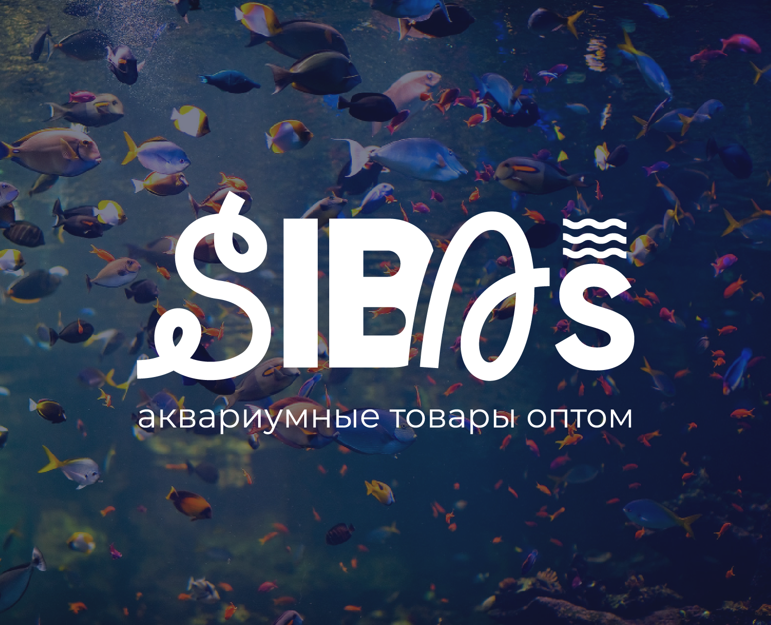 Фирменный стиль аквариумного магазина SibAS на Dprofile