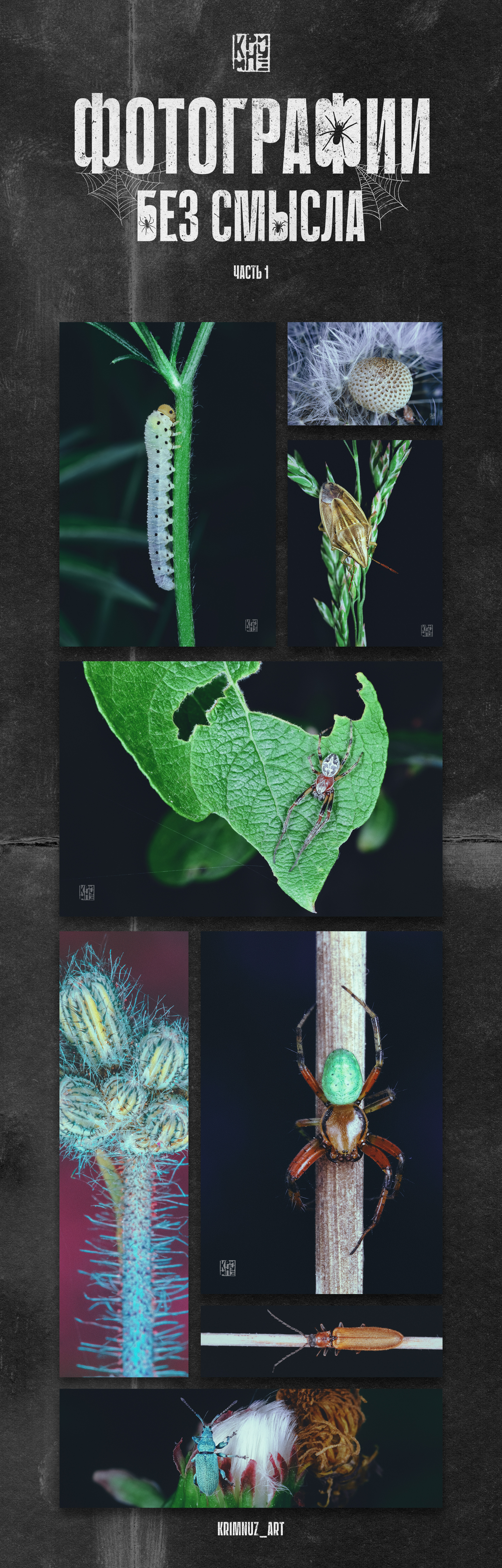 Макро фотография, часть 1 — Изображение №1 — Графика на Dprofile