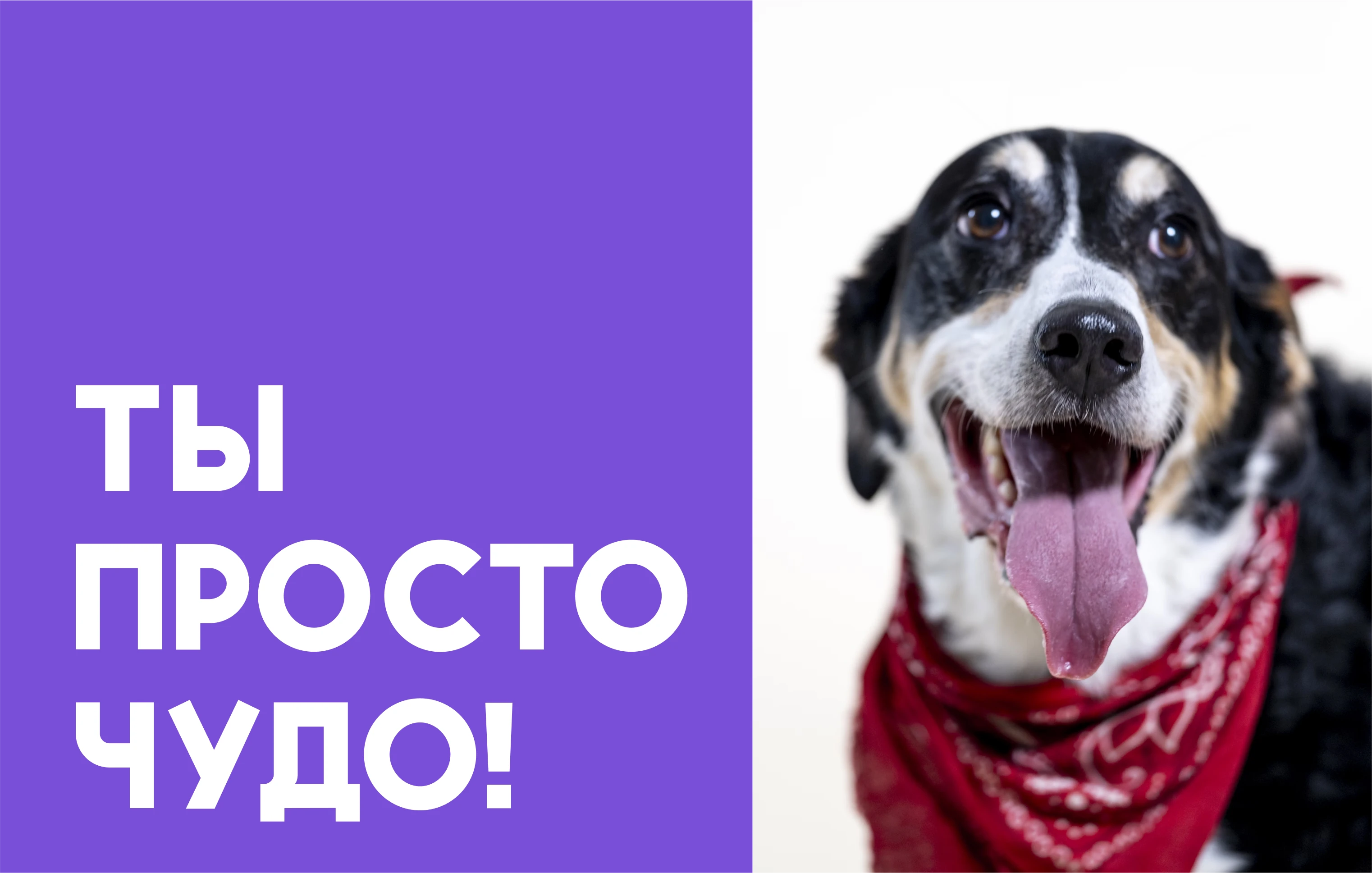 Chudo - Visual identity for animal shelter — Изображение №8 — Брендинг, Иллюстрация на Dprofile