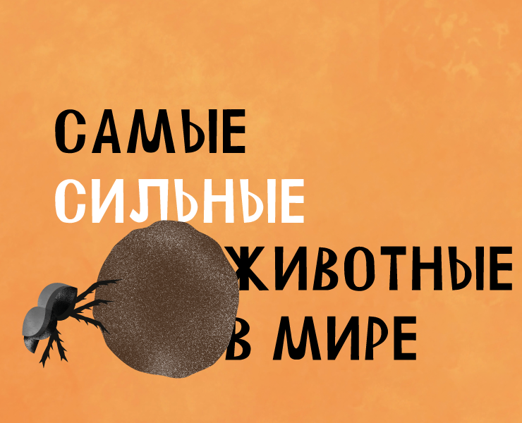 Анимированная инфографика «Самые сильные животные в мире» на Dprofile