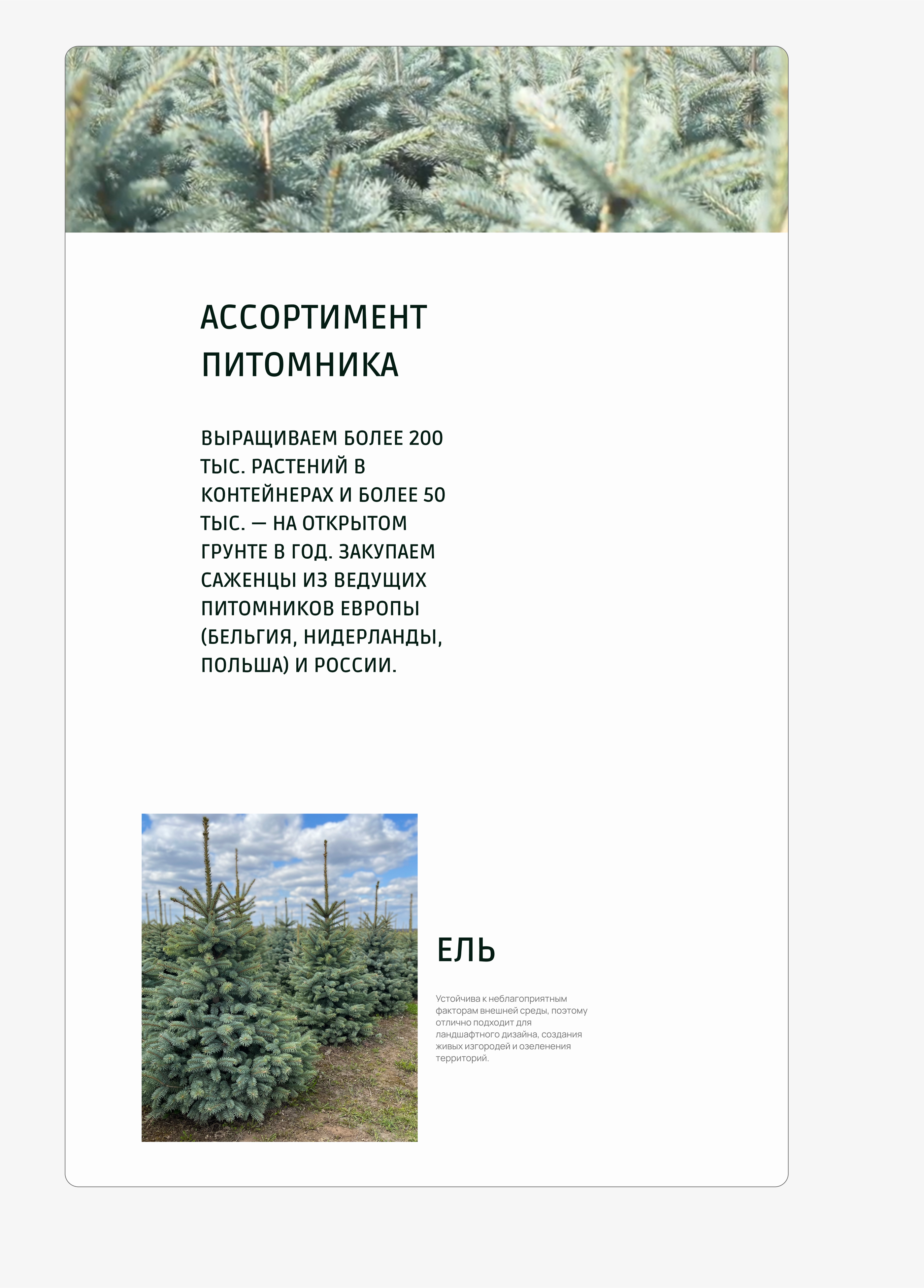 Интернет-магазин питомника растений САЙТ ПОД КЛЮЧ — Изображение №17 — Интерфейсы на Dprofile