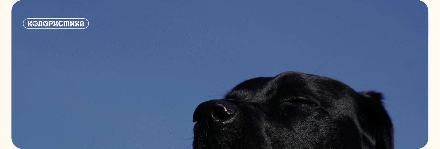 Сайт приюта для собак | Dog shelter Website — Изображение №9 — Интерфейсы на Dprofile