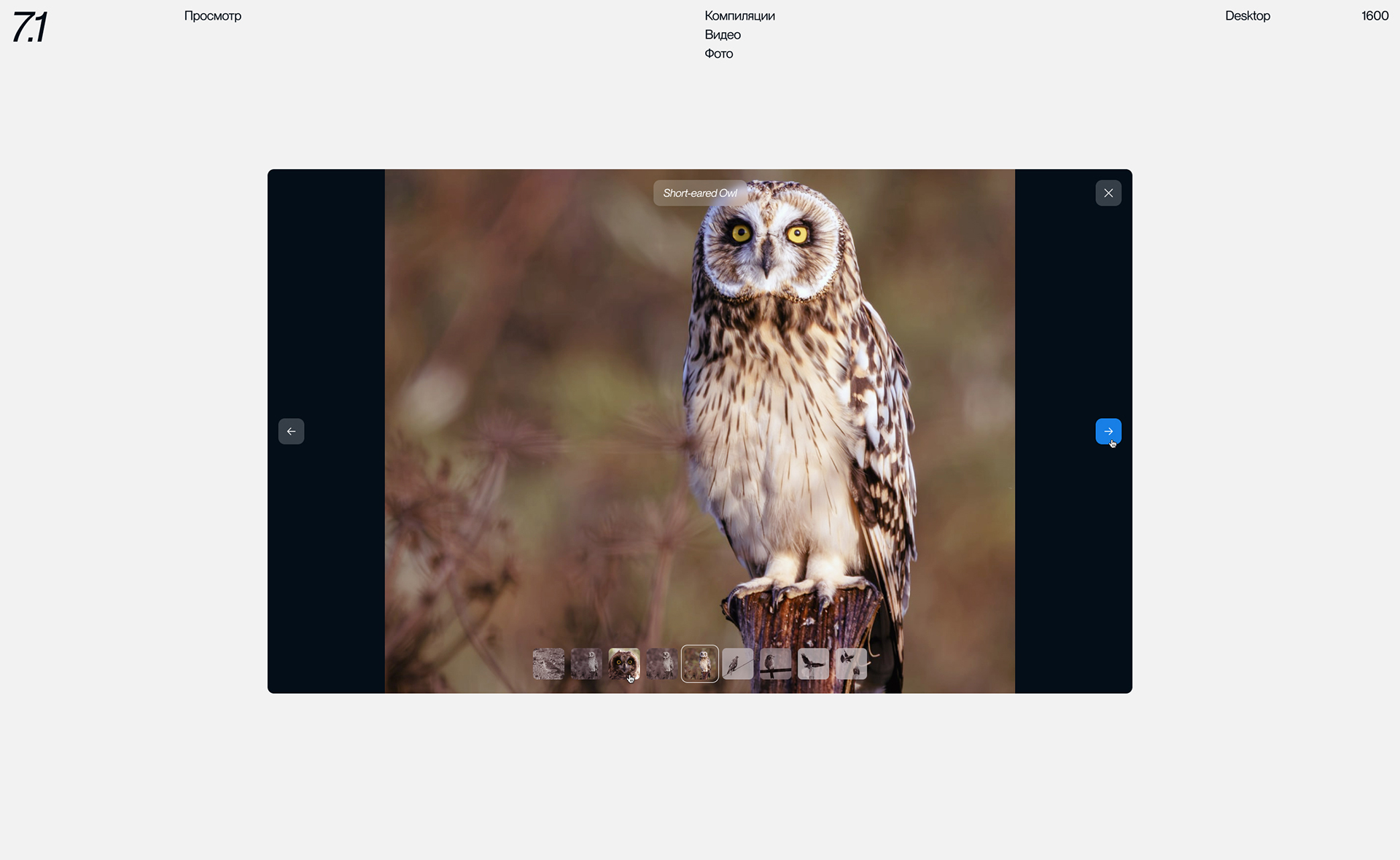 Birds in Focus — Изображение №15 — Интерфейсы на Dprofile