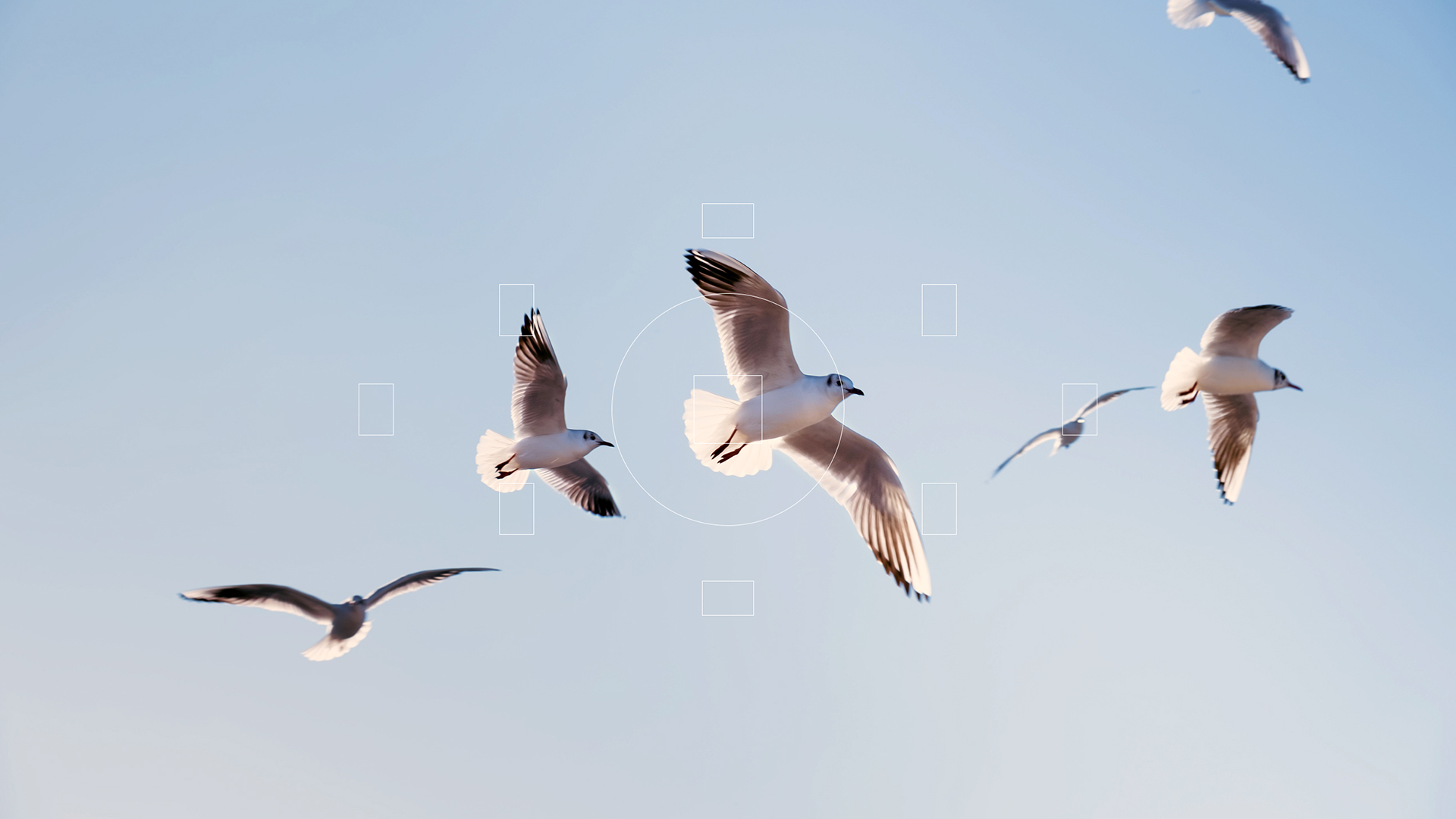 Birds in Focus — Изображение №8 — Интерфейсы на Dprofile
