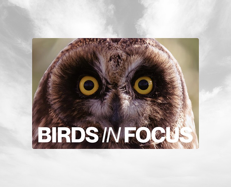 Birds in Focus на Dprofile