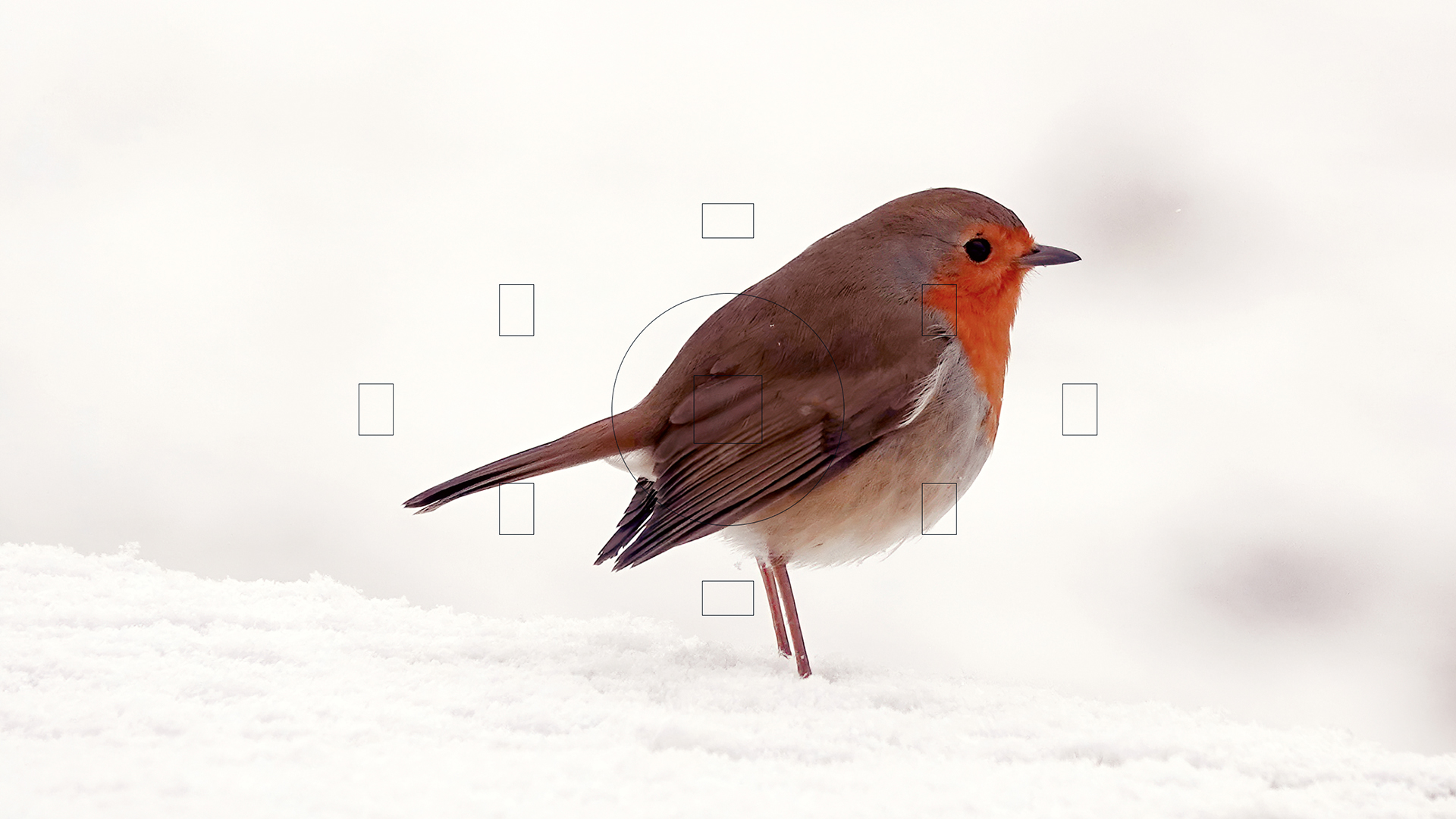 Birds in Focus — Изображение №20 — Интерфейсы на Dprofile