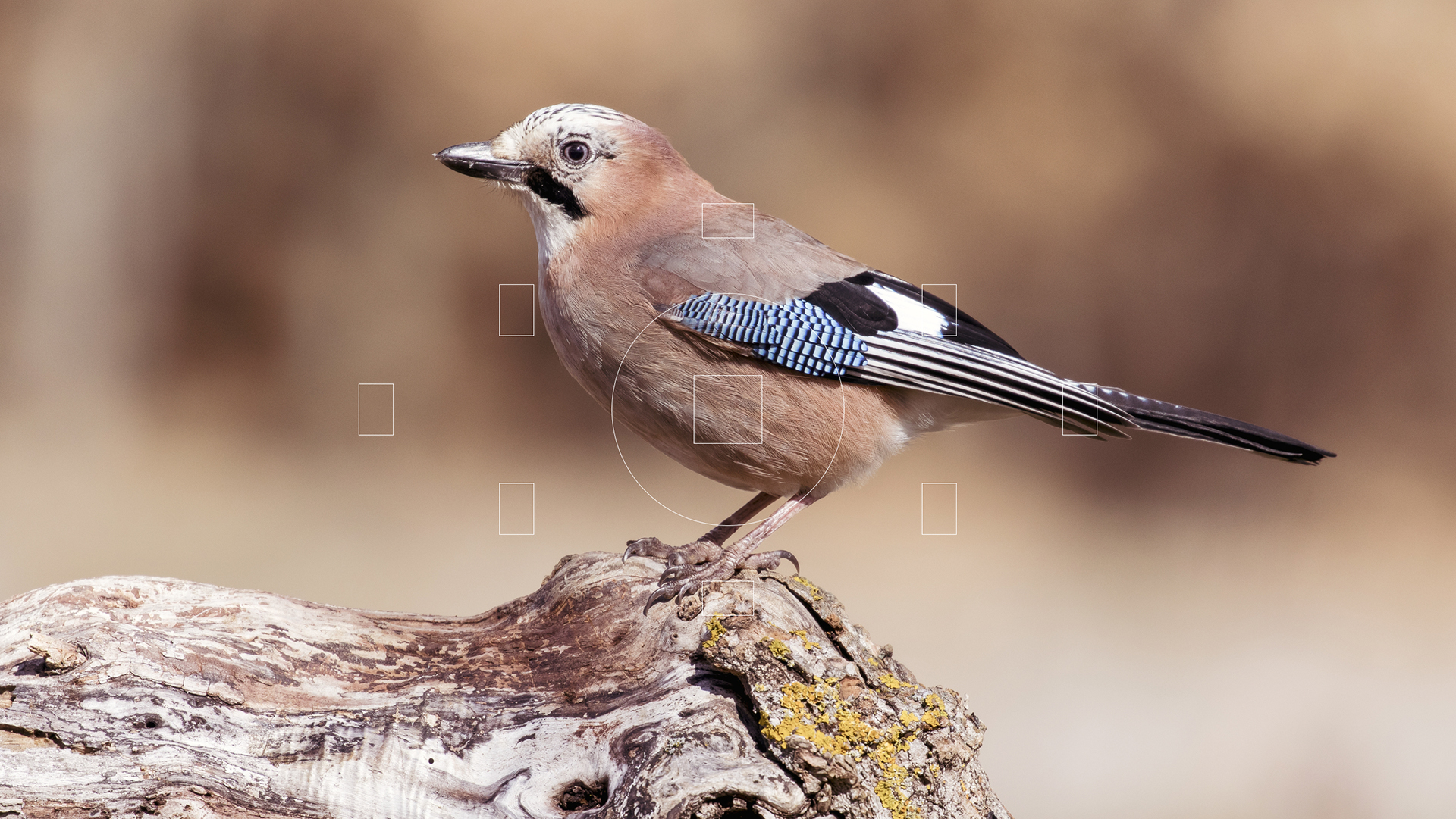 Birds in Focus — Изображение №14 — Интерфейсы на Dprofile