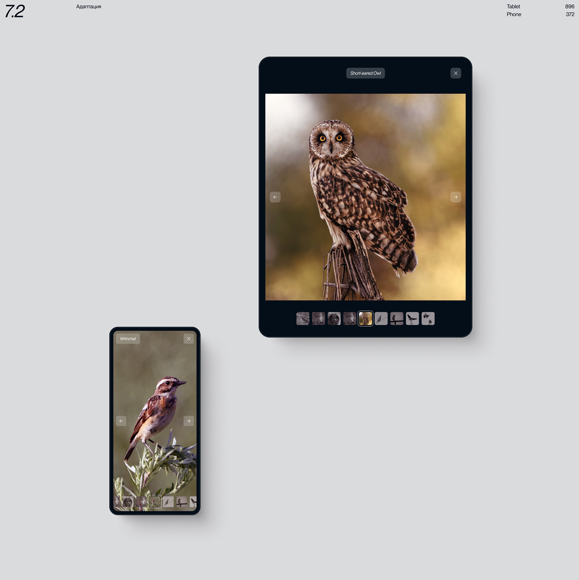 Birds in Focus — Изображение №16 — Интерфейсы на Dprofile