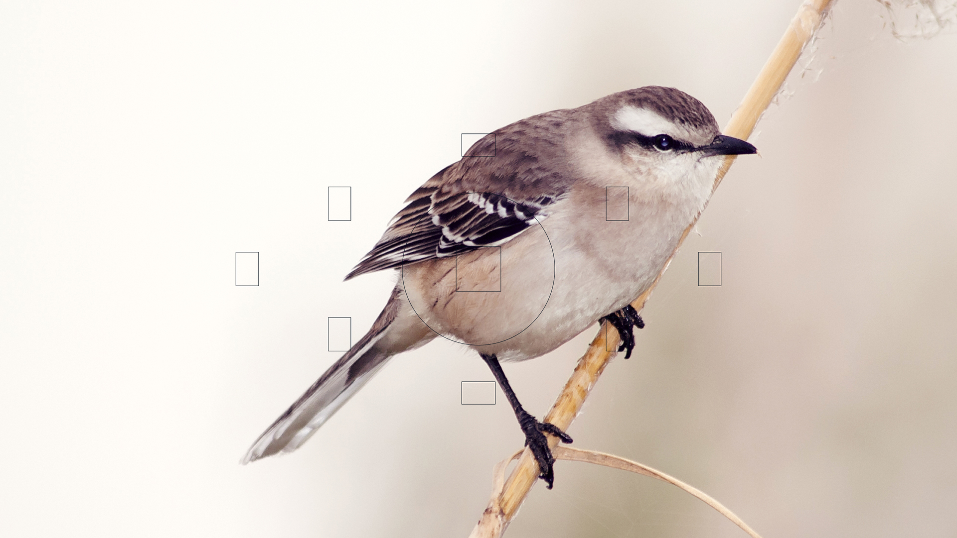 Birds in Focus — Изображение №2 — Интерфейсы на Dprofile