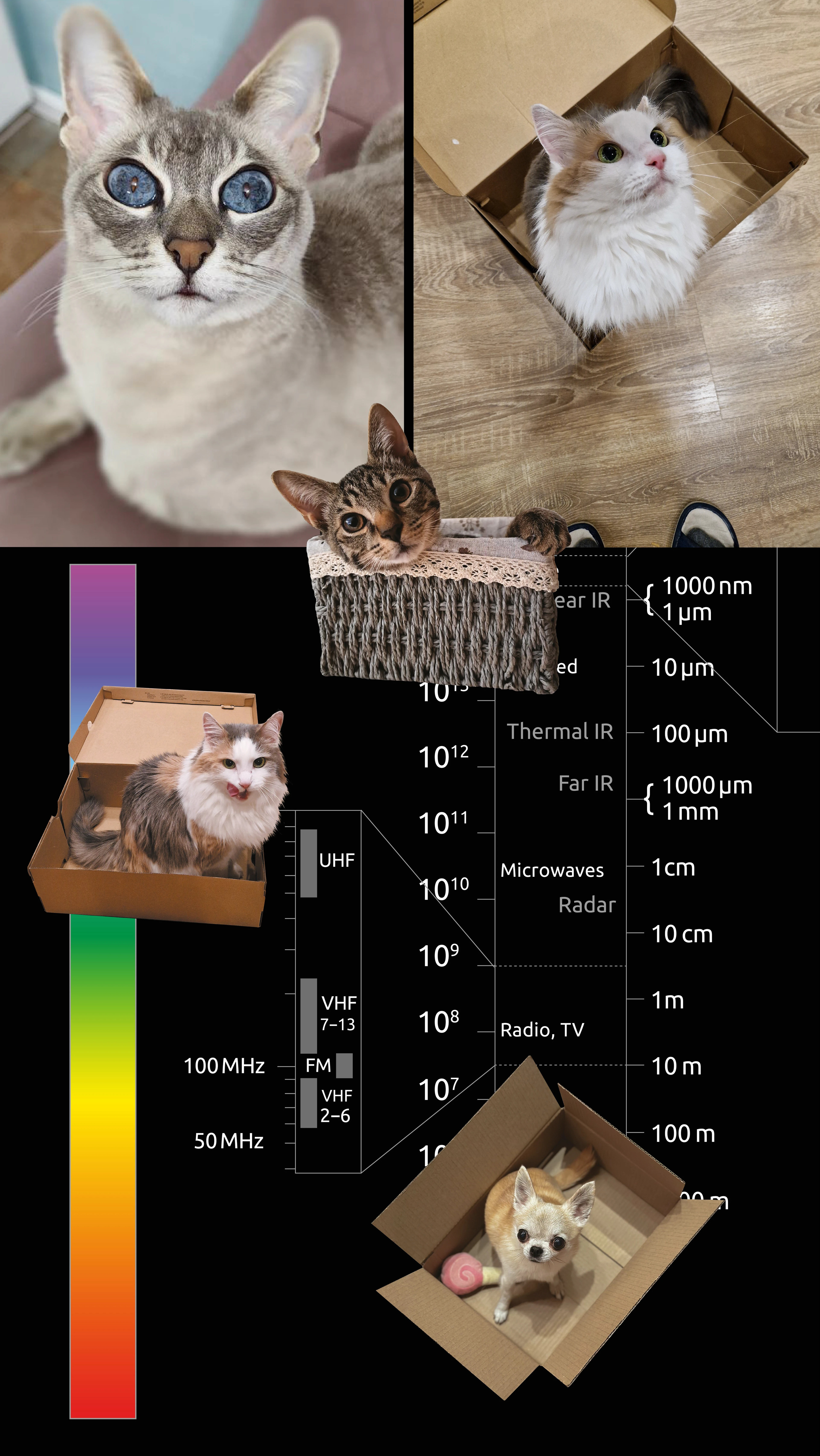 Календарь 2025, LLS. Schrodinger's cat — Изображение №10 — Брендинг, Графика на Dprofile
