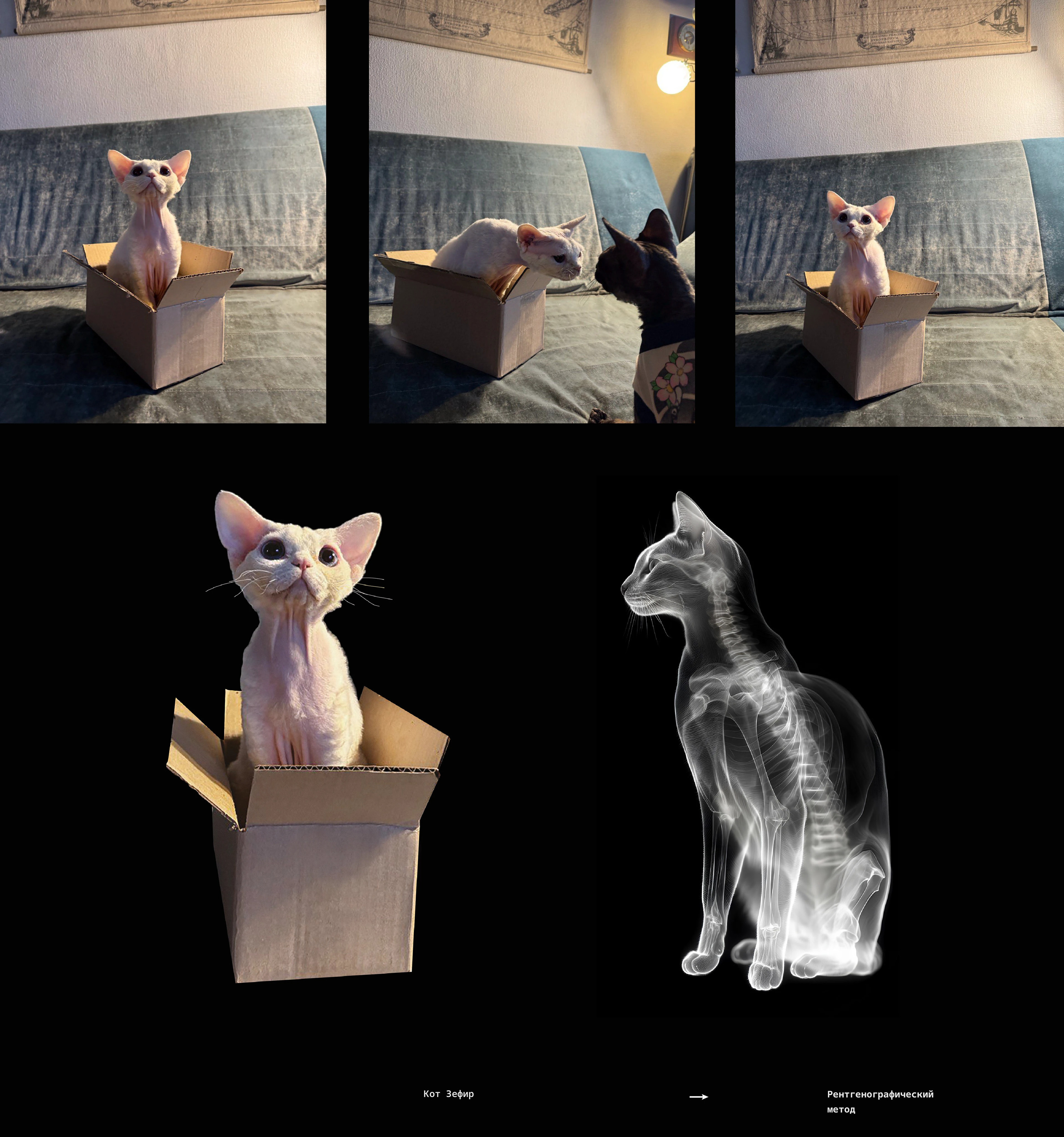 Календарь 2025, LLS. Schrodinger's cat — Изображение №12 — Брендинг, Графика на Dprofile