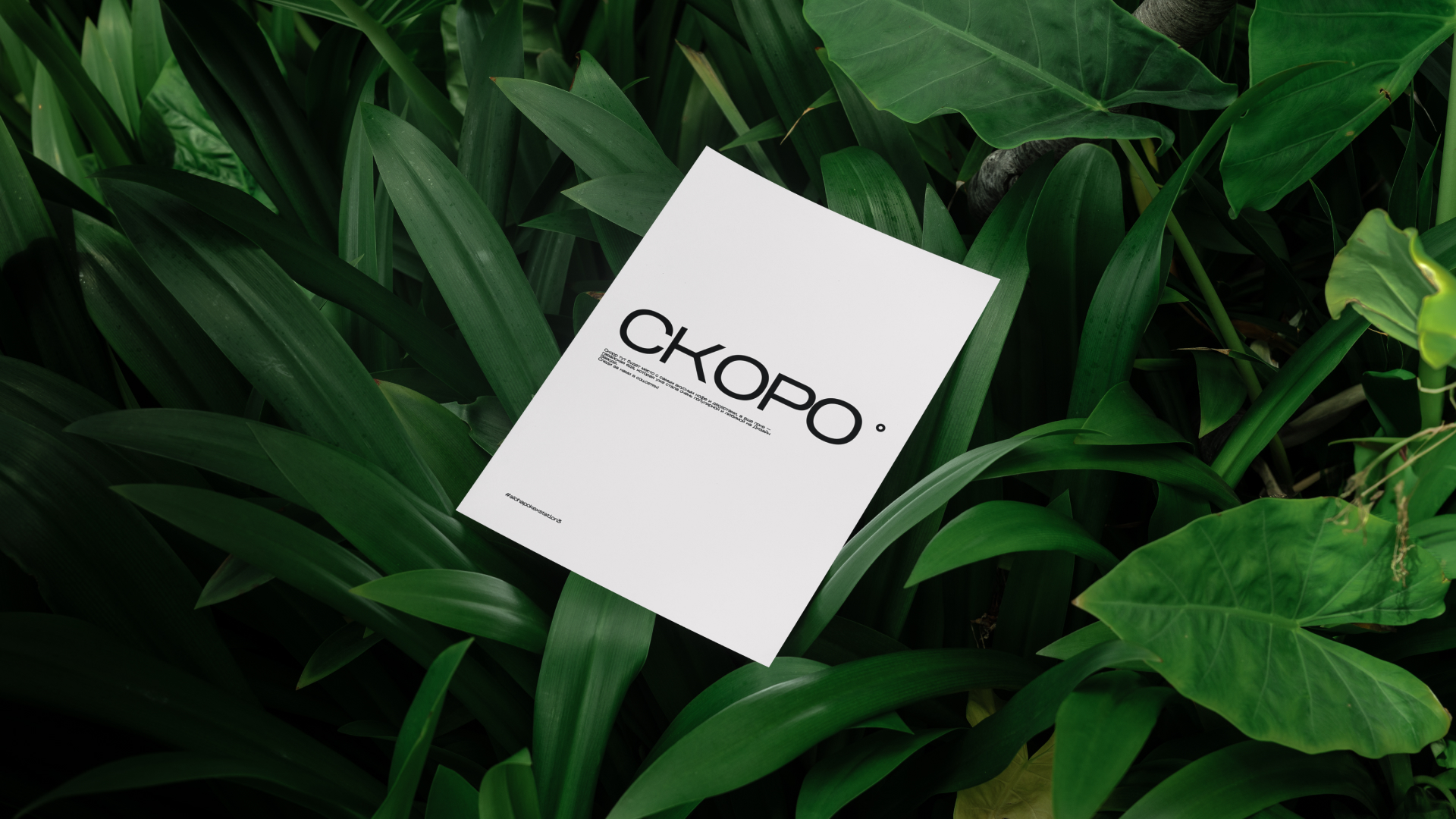 alohapoke — Изображение №11 — Брендинг, Маркетинг на Dprofile