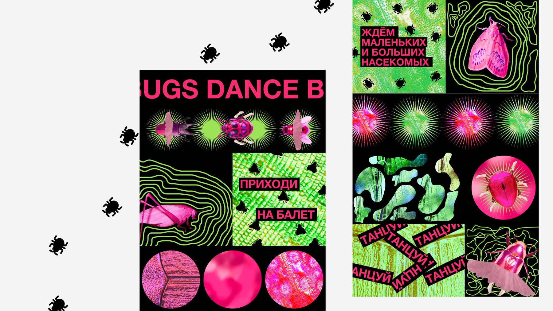 Веб-плакат школы балета для насекомых BUGS DANCE — Изображение №3 — Интерфейсы, Графика на Dprofile