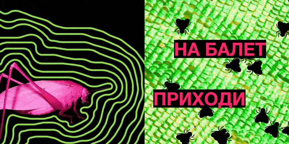 Веб-плакат школы балета для насекомых BUGS DANCE — Изображение №4 — Интерфейсы, Графика на Dprofile