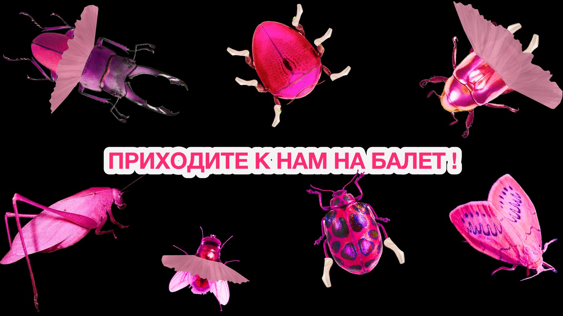 Веб-плакат школы балета для насекомых BUGS DANCE — Изображение №8 — Интерфейсы, Графика на Dprofile