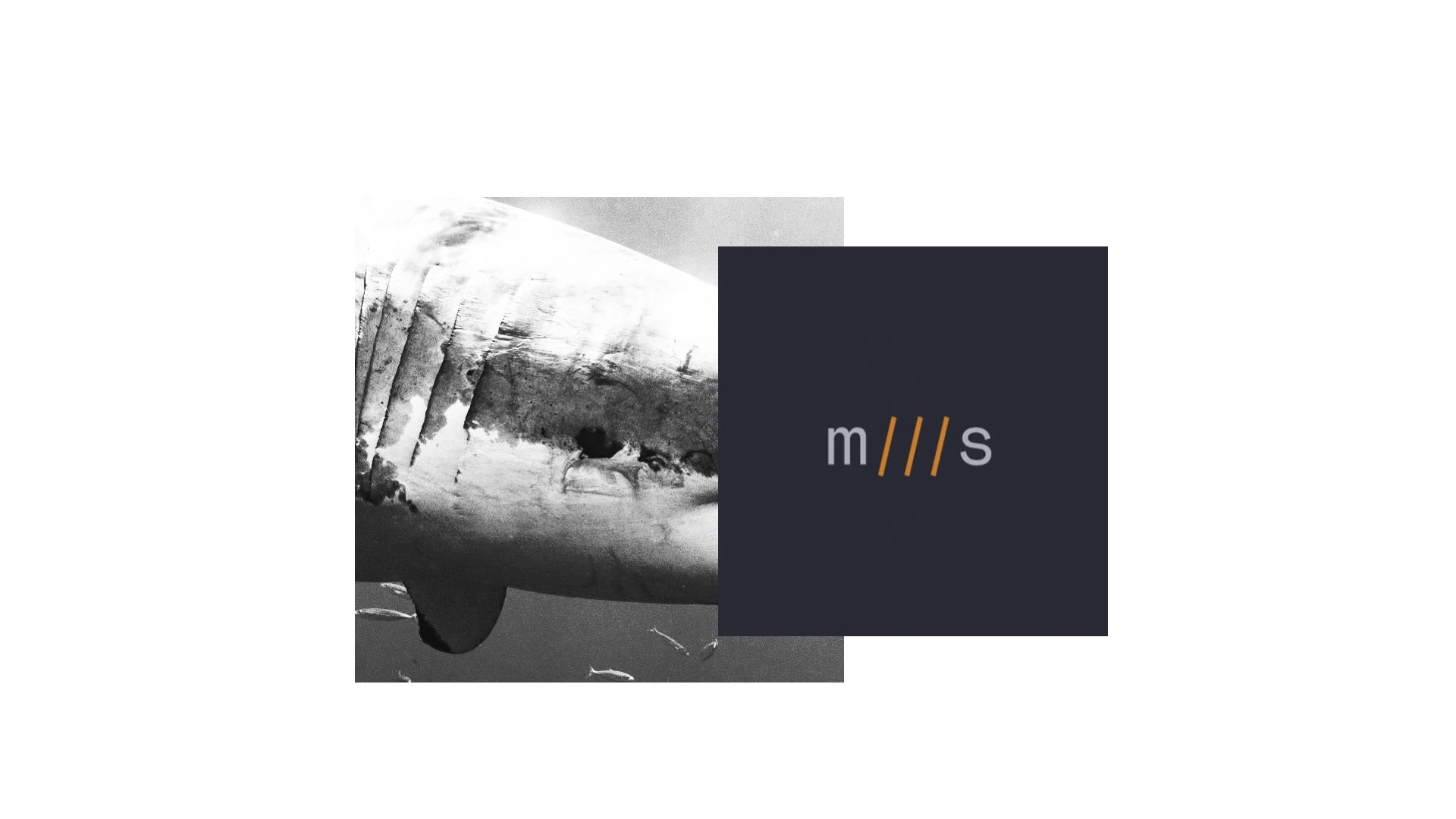 Metasharks. Ребрендинг студии разработки — Изображение №4 — Брендинг на Dprofile