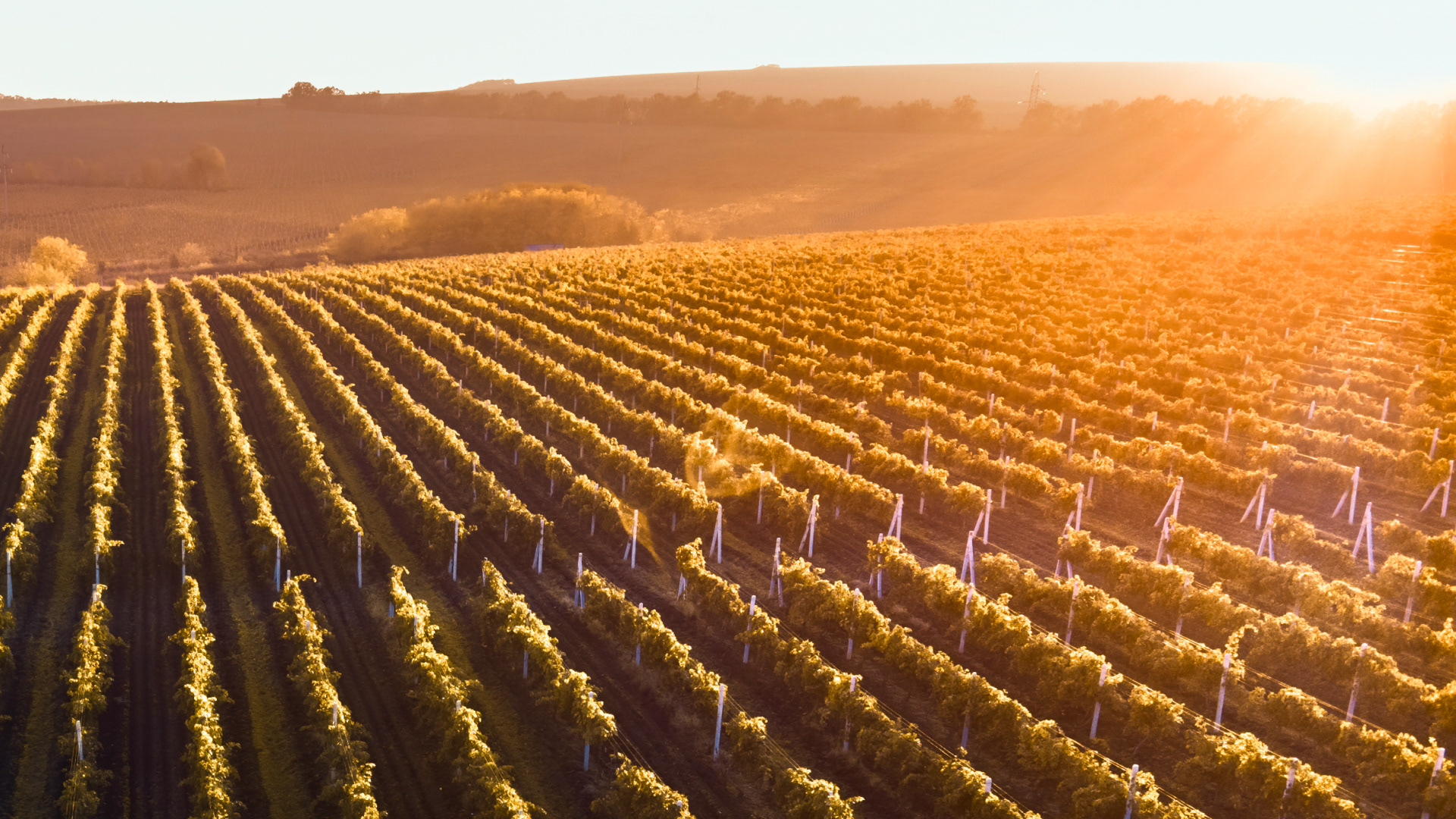 Хмельной Дон | лого пивоварни — Изображение №2 — Брендинг, Иллюстрация на Dprofile