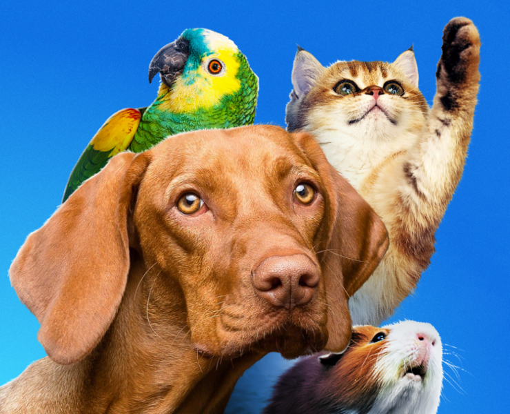 Loved Pets — Брендинг, Графика на Dprofile