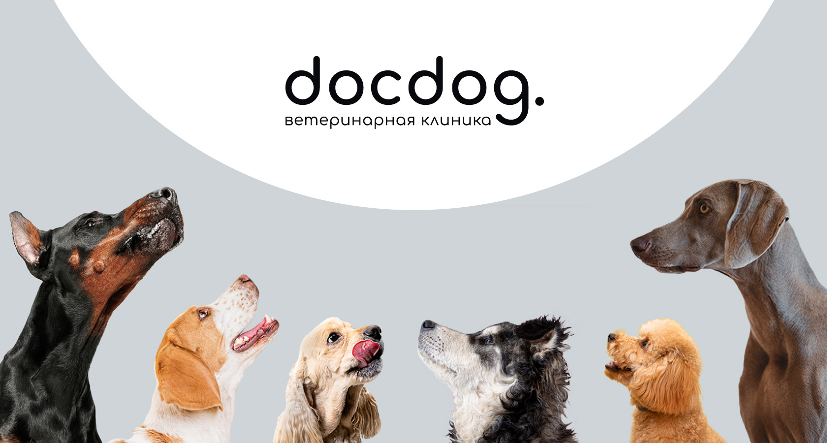 docdog. Логотип для ветеринарной клиники — Изображение №1 — Брендинг на Dprofile