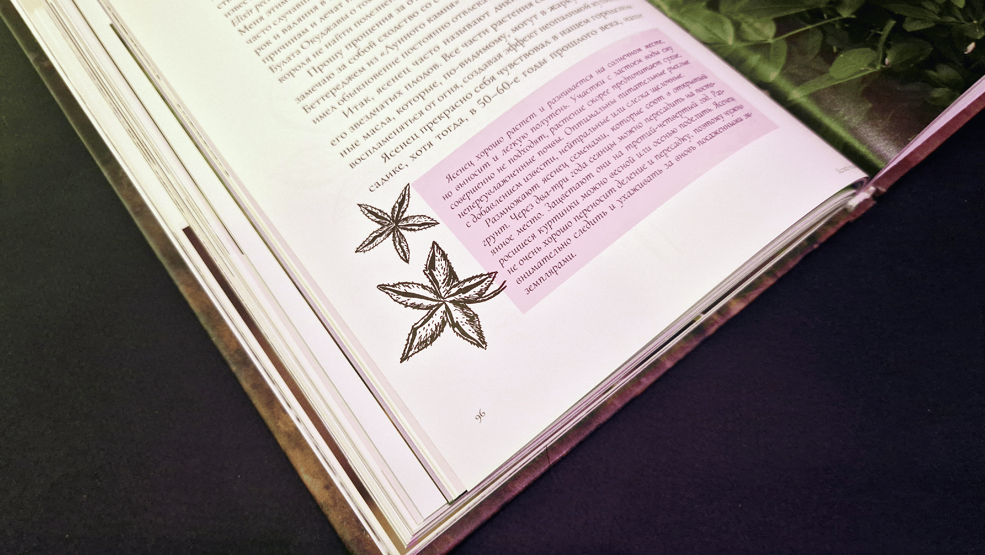 Книга «Ностальгия по старому саду, или цветы без разбору» — Изображение №8 — Графика на Dprofile