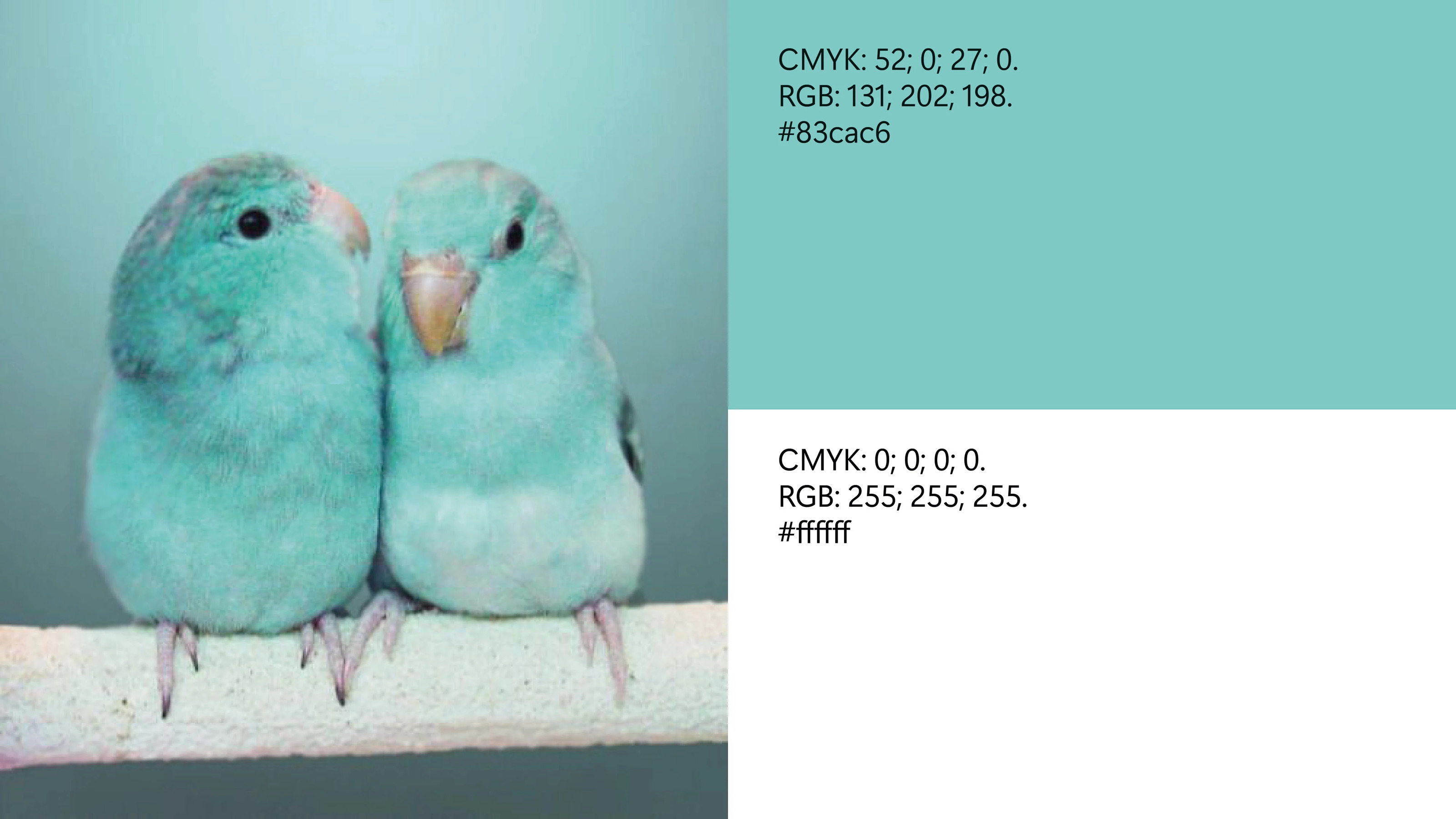 Logo development for a pet store — Изображение №3 — Брендинг на Dprofile