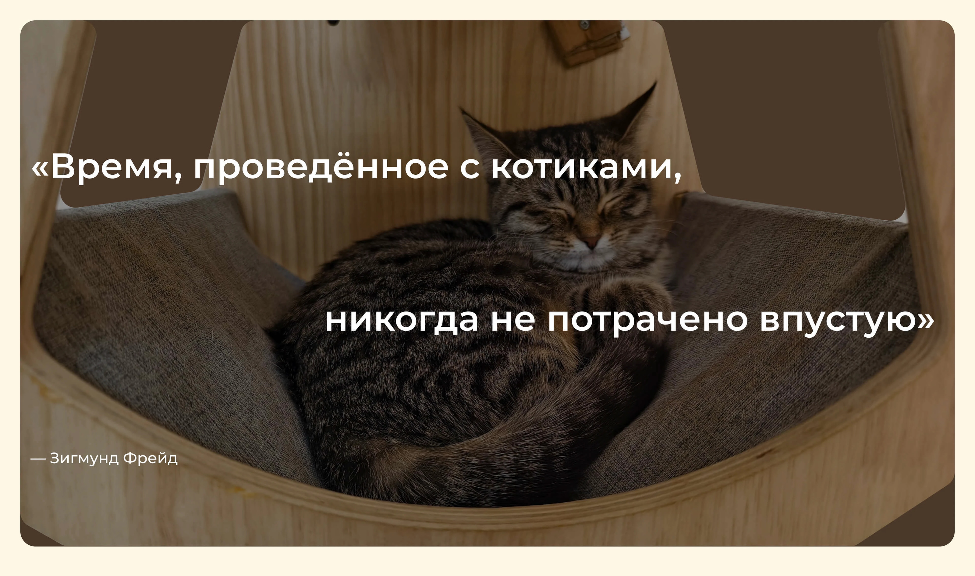 website | catcafe Goku | котокафе Гоку — Изображение №4 — Интерфейсы на Dprofile