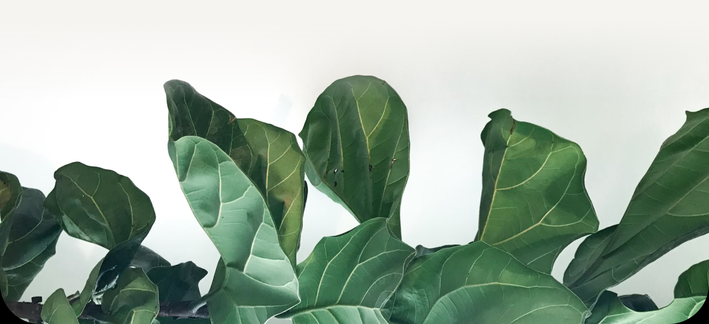 Plant-Care Application, UX/UI — Изображение №29 — Интерфейсы на Dprofile