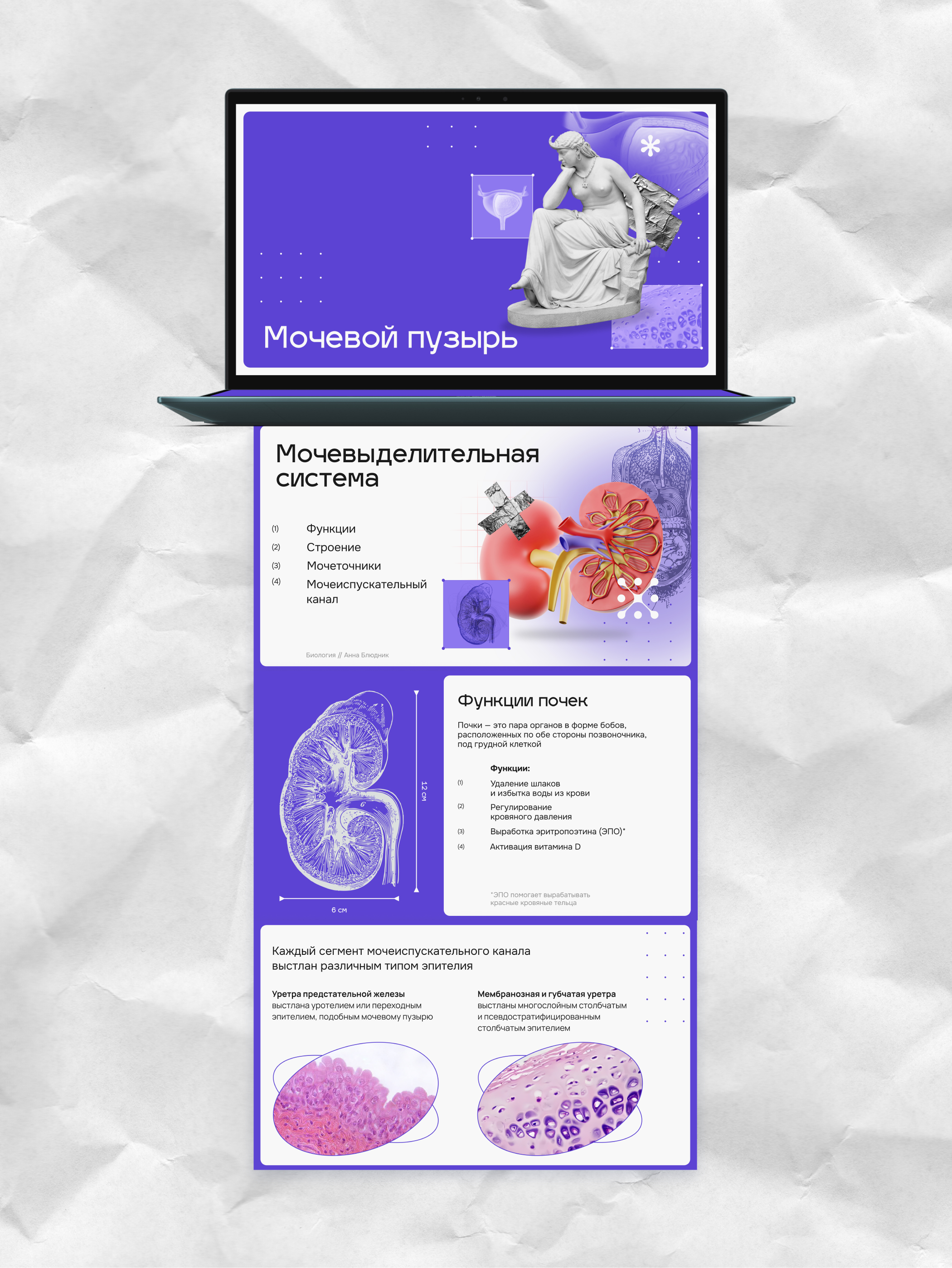 Для урока биологии — Изображение №2 — Маркетинг на Dprofile
