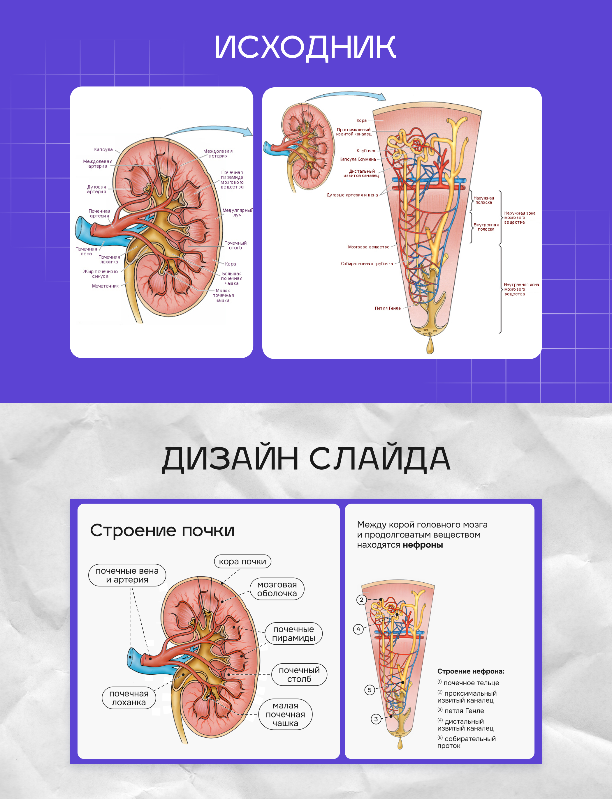 Для урока биологии — Изображение №4 — Маркетинг на Dprofile