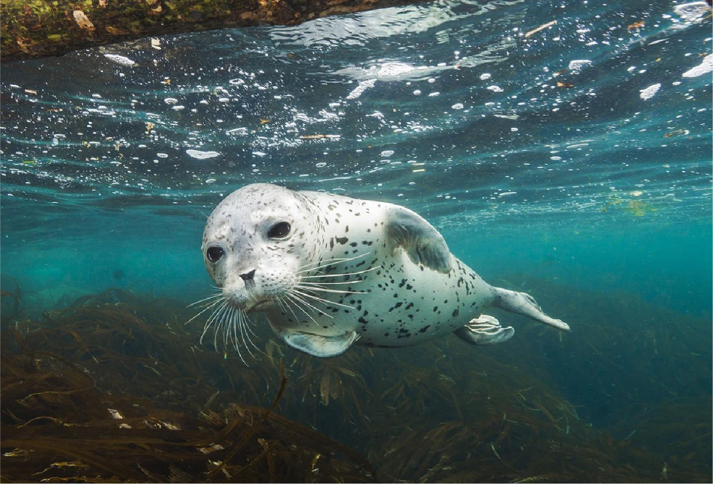Логотип и фирменный стиль для школы дайвинга — Изображение №6 — Брендинг на Dprofile