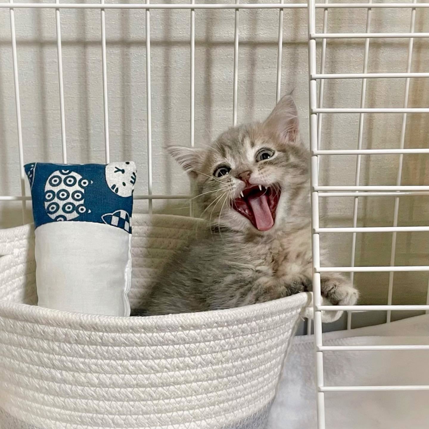 Аватар пользователя Евгения Горбачева