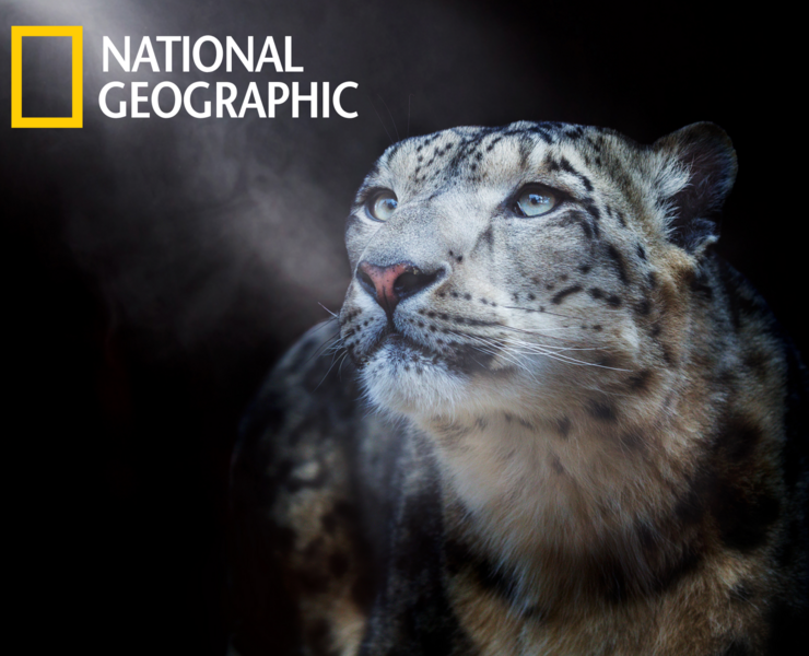 NATIONAL GEOGRAPHIC Redesign Concept News Vebsite — Интерфейсы, Иллюстрация на Dprofile