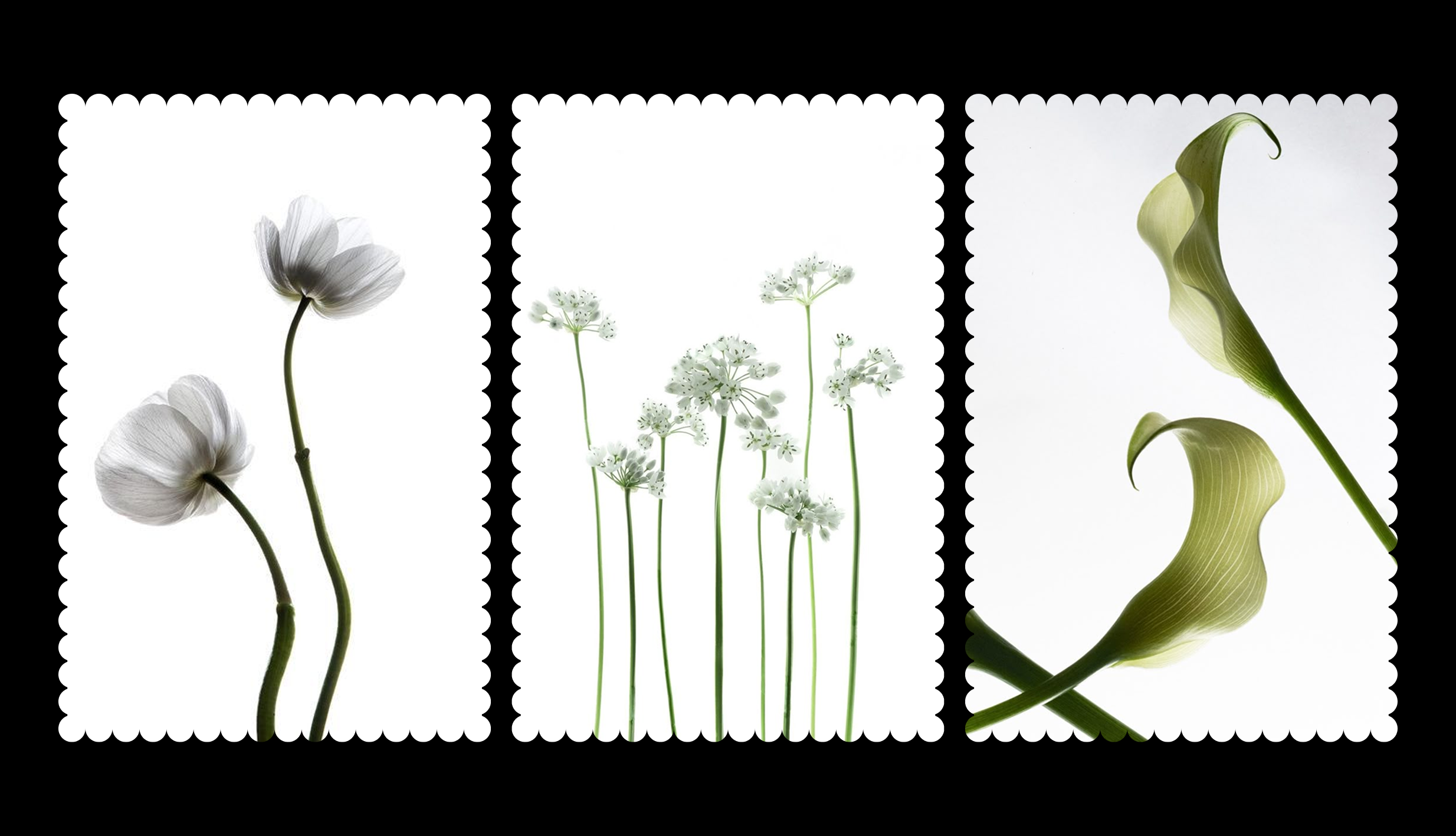 Fleuréa — Floral Identity for a Premium Flowers Studio — Изображение №9 — Брендинг на Dprofile