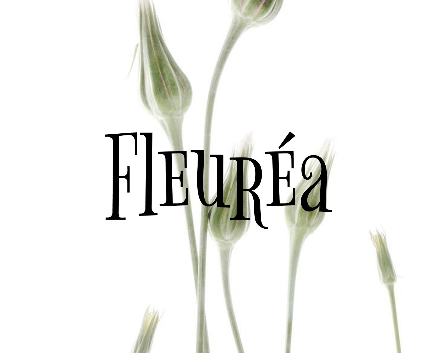 Fleuréa — Floral Identity for a Premium Flowers Studio на Dprofile