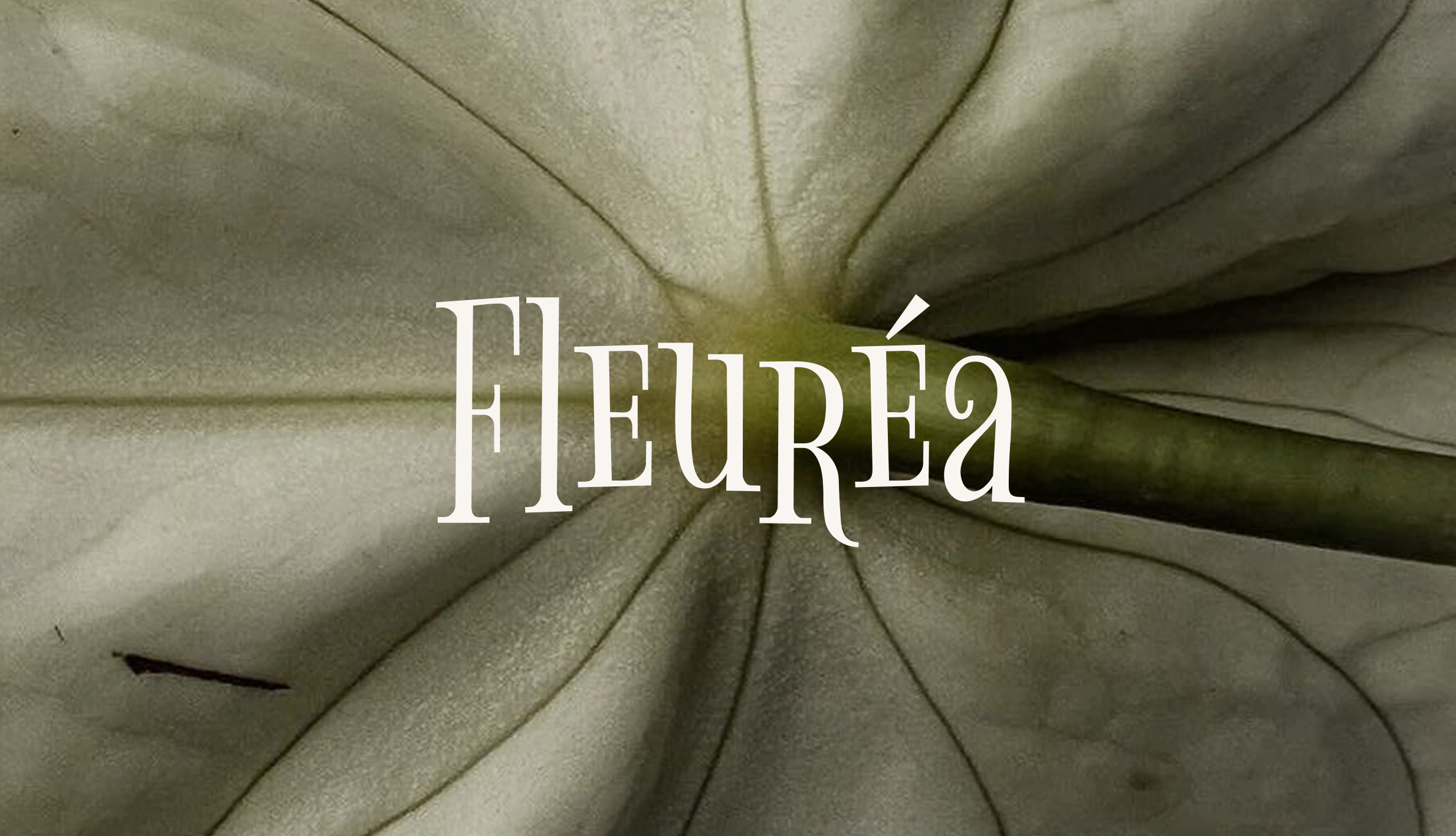 Fleuréa — Floral Identity for a Premium Flowers Studio — Изображение №1 — Брендинг на Dprofile
