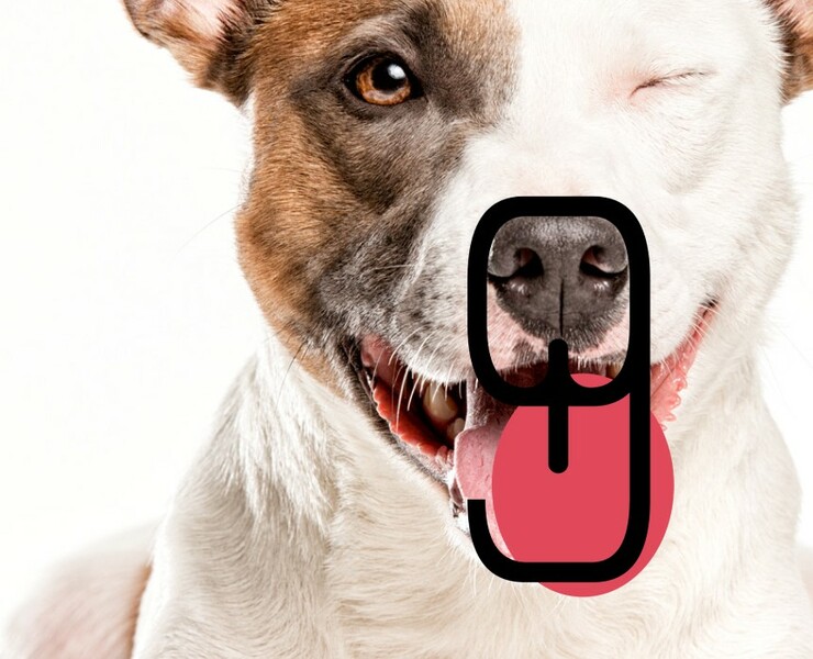 Doggy Goo | Brand Identity — Брендинг, Графика на Dprofile