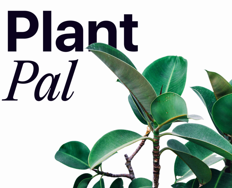 Plant Pal | mobile app concept | UX UI — Интерфейсы на Dprofile