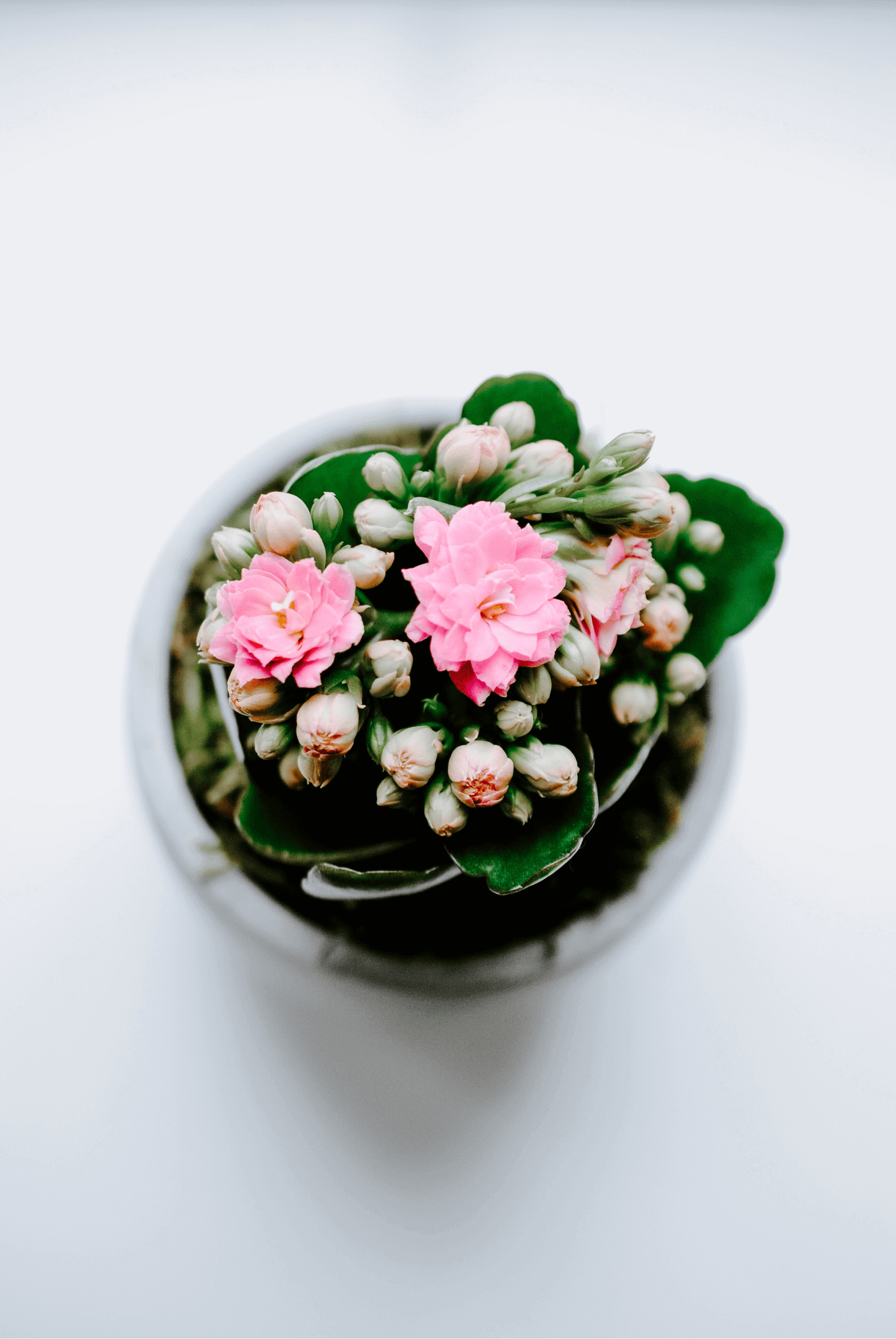Plant Pal | Mobile app - UX/UI — Изображение №13 — Интерфейсы на Dprofile