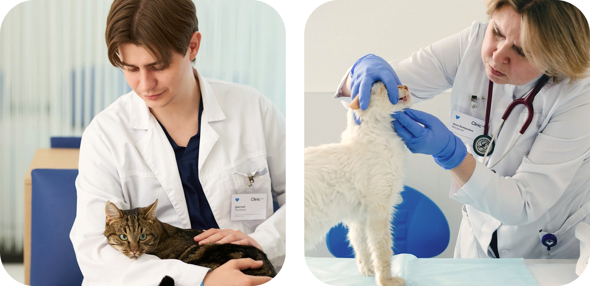 VETCITY — Изображение №24 — Интерфейсы, Брендинг, Анимация на Dprofile