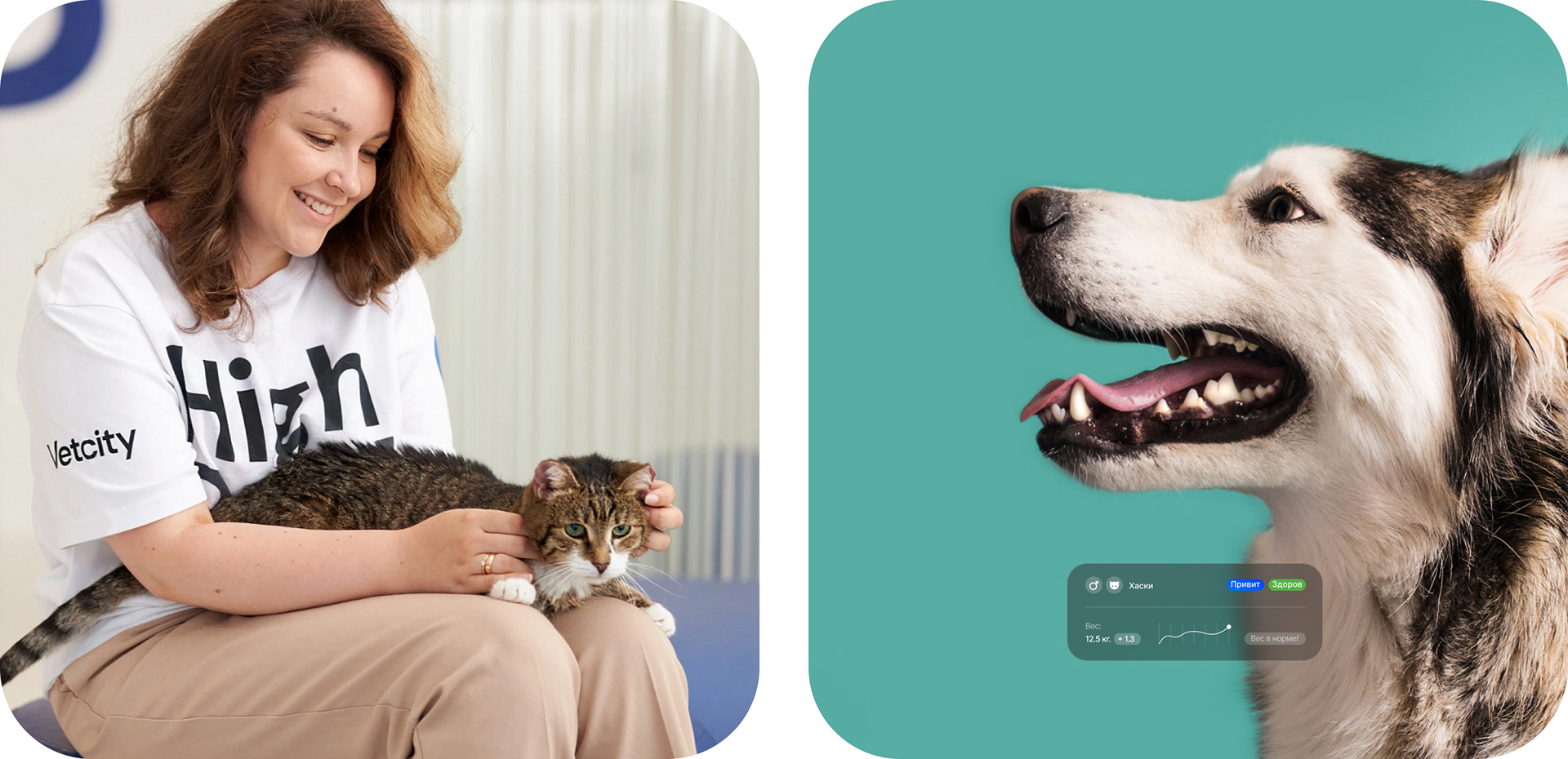 VETCITY — Изображение №5 — Интерфейсы, Брендинг, Анимация на Dprofile