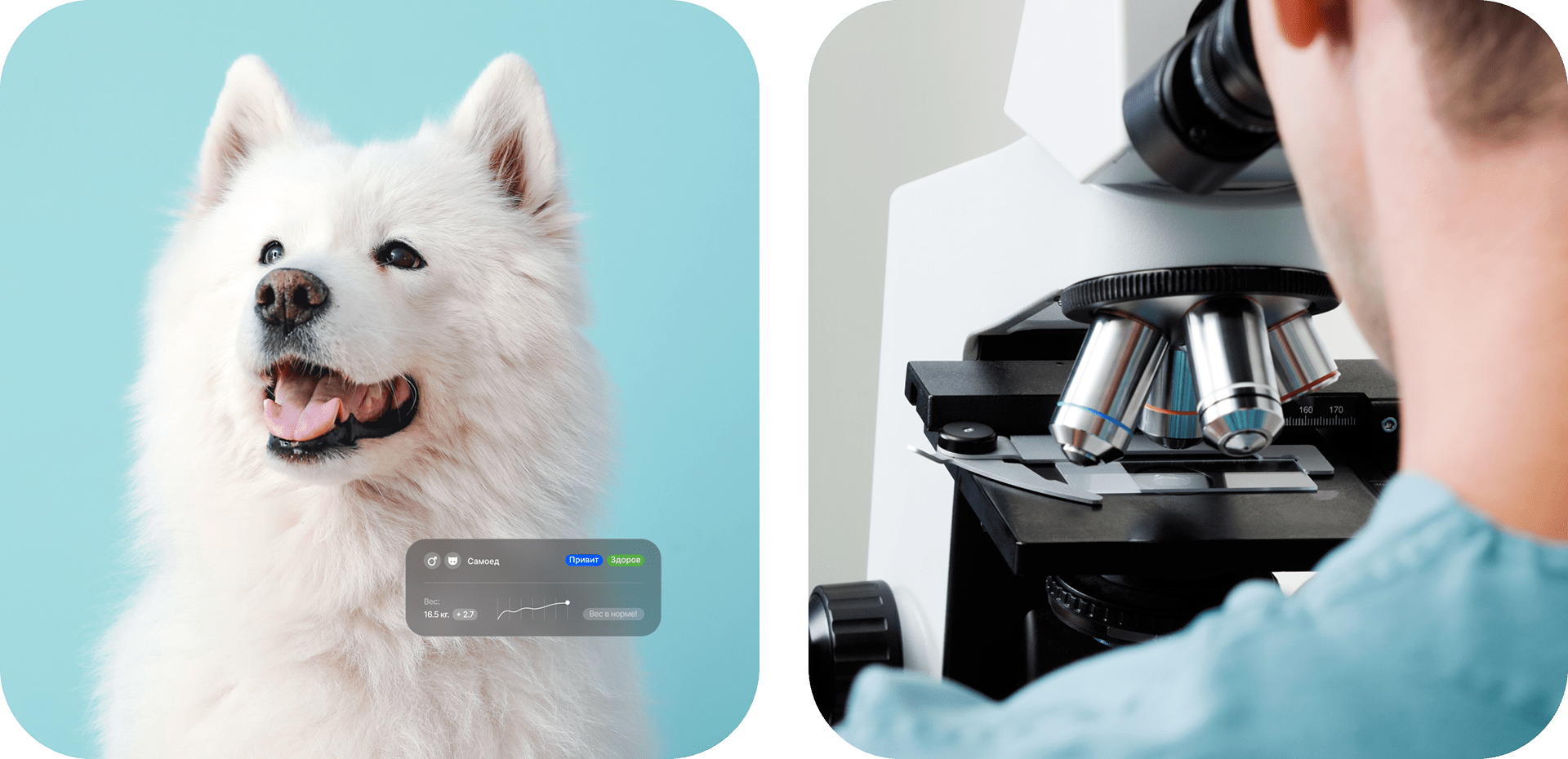 VETCITY — Изображение №3 — Интерфейсы, Брендинг, Анимация на Dprofile