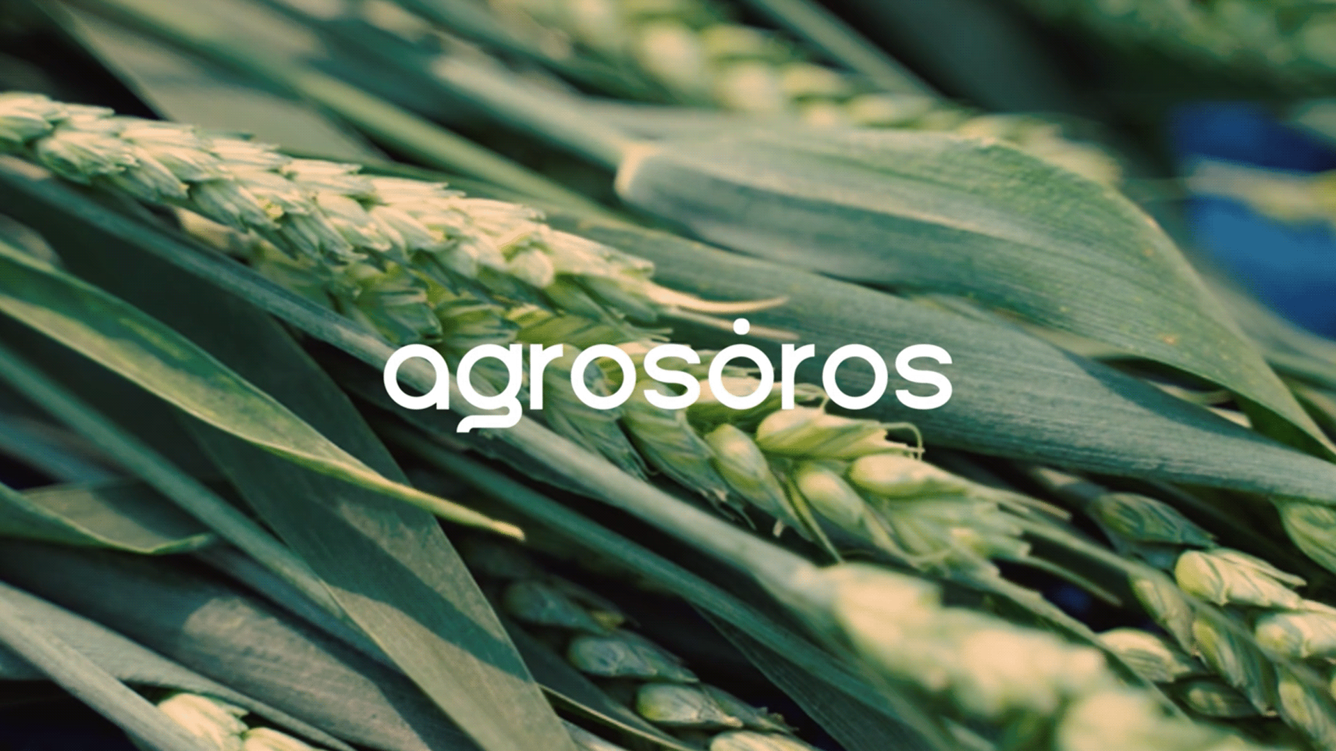Agrosoros | Brand Identity — Изображение №1 — Брендинг на Dprofile