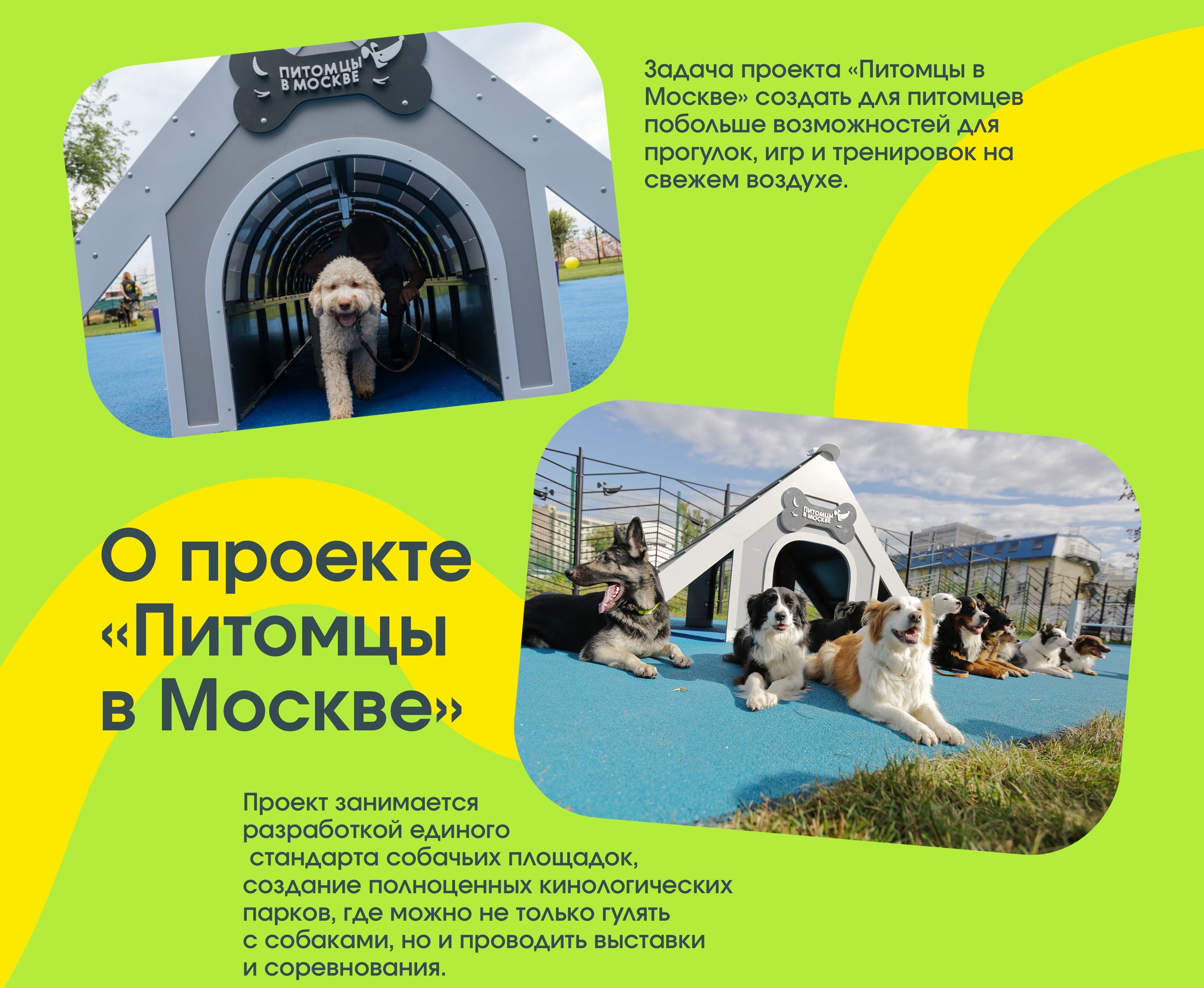 Бренд персонаж "Питомцы в Москве" — Изображение №3 — Брендинг, Иллюстрация на Dprofile